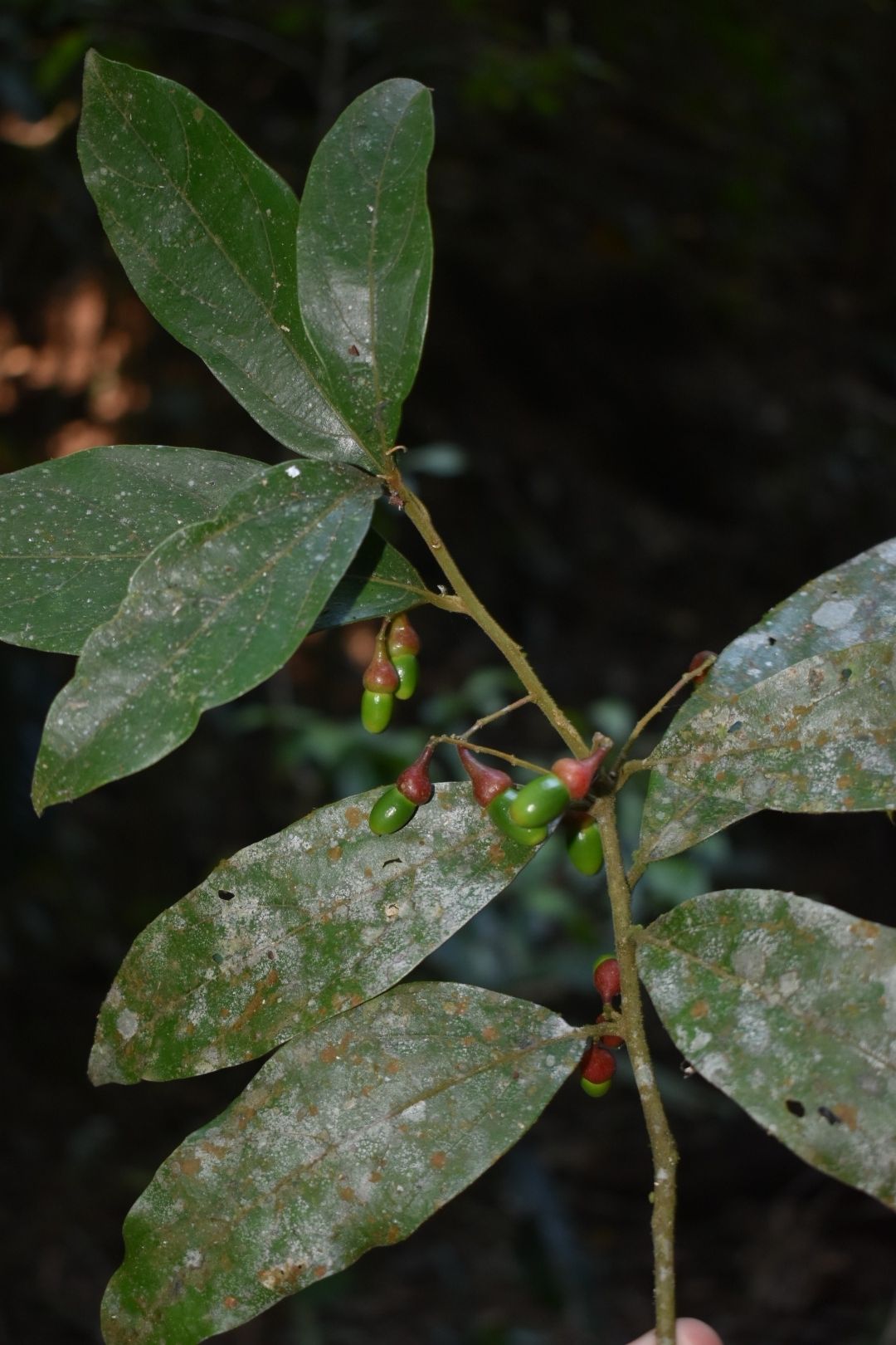 Endlicheria paniculata