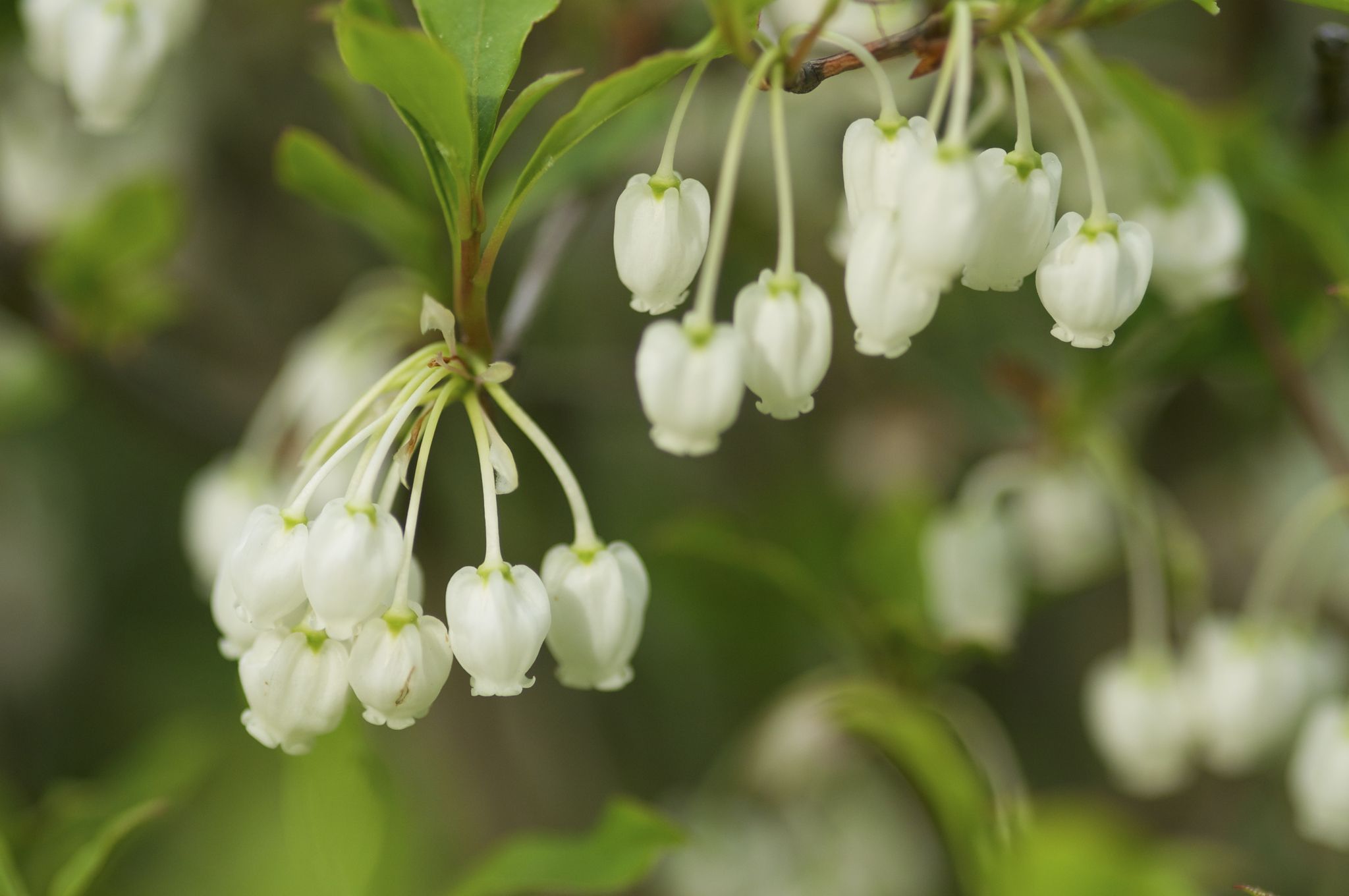 Enkianthus perulatus