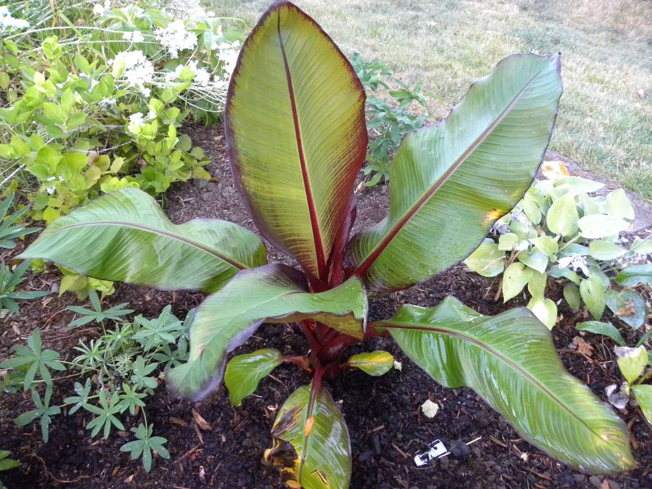 Ensete