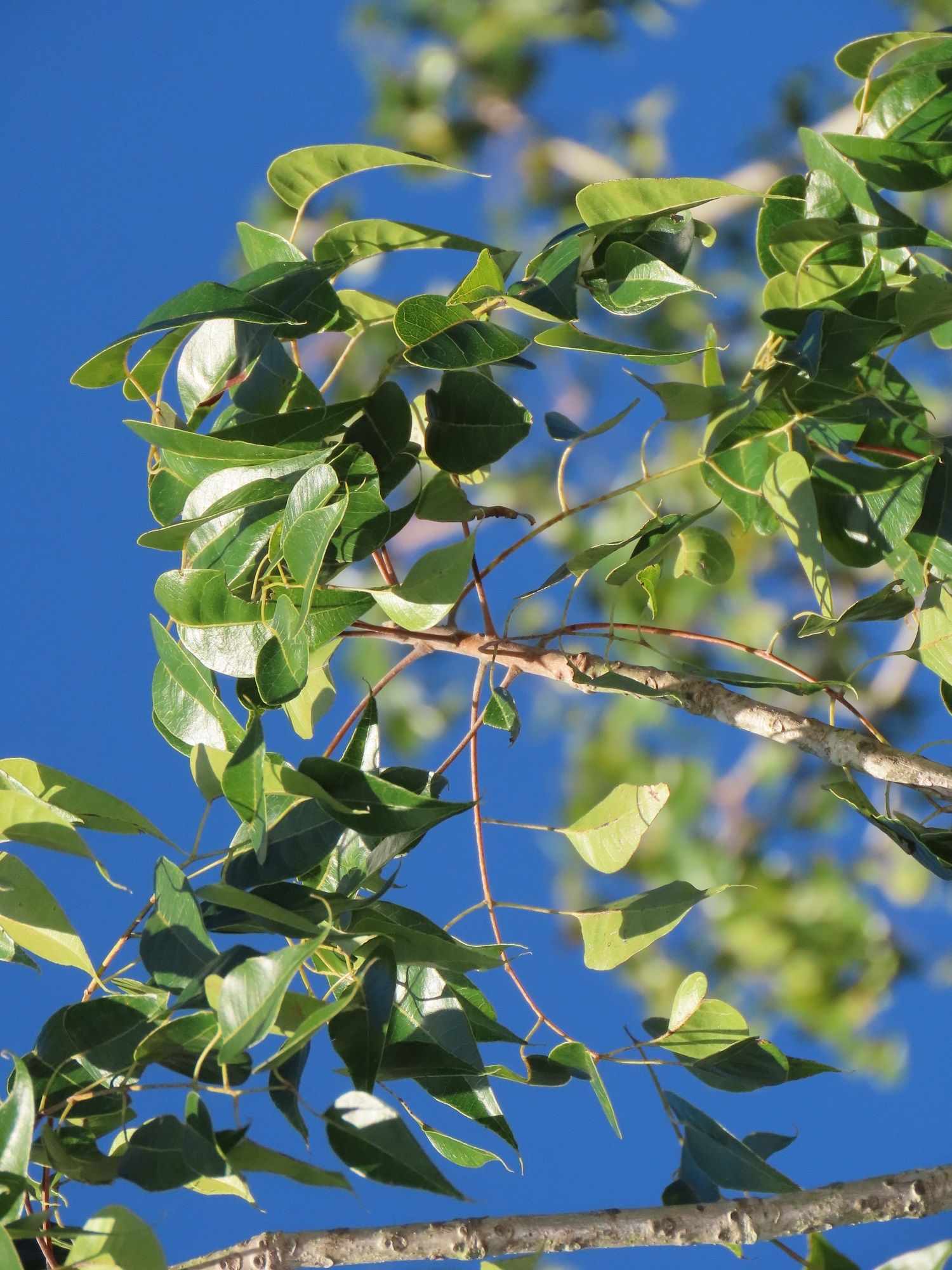 Entandrophragma