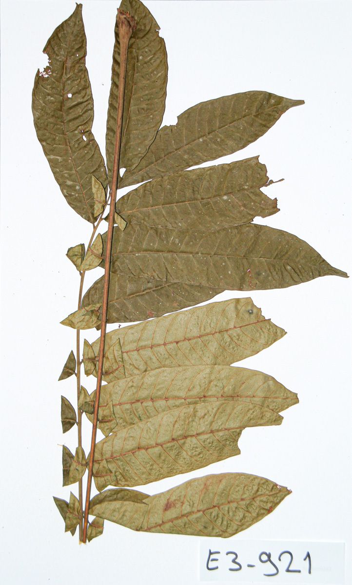 Entandrophragma utile