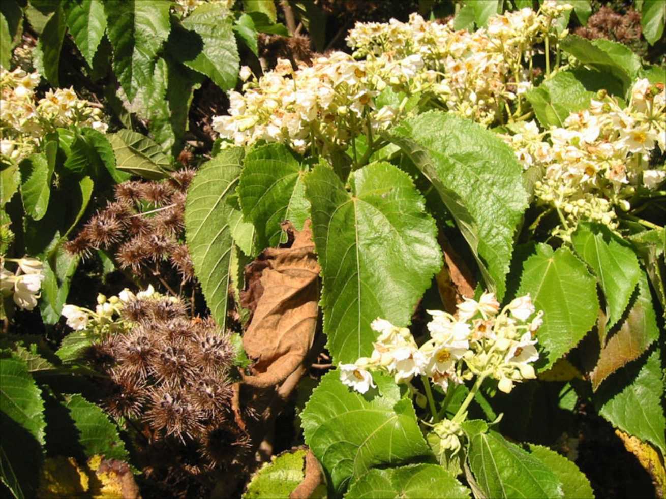 Entelea arborescens