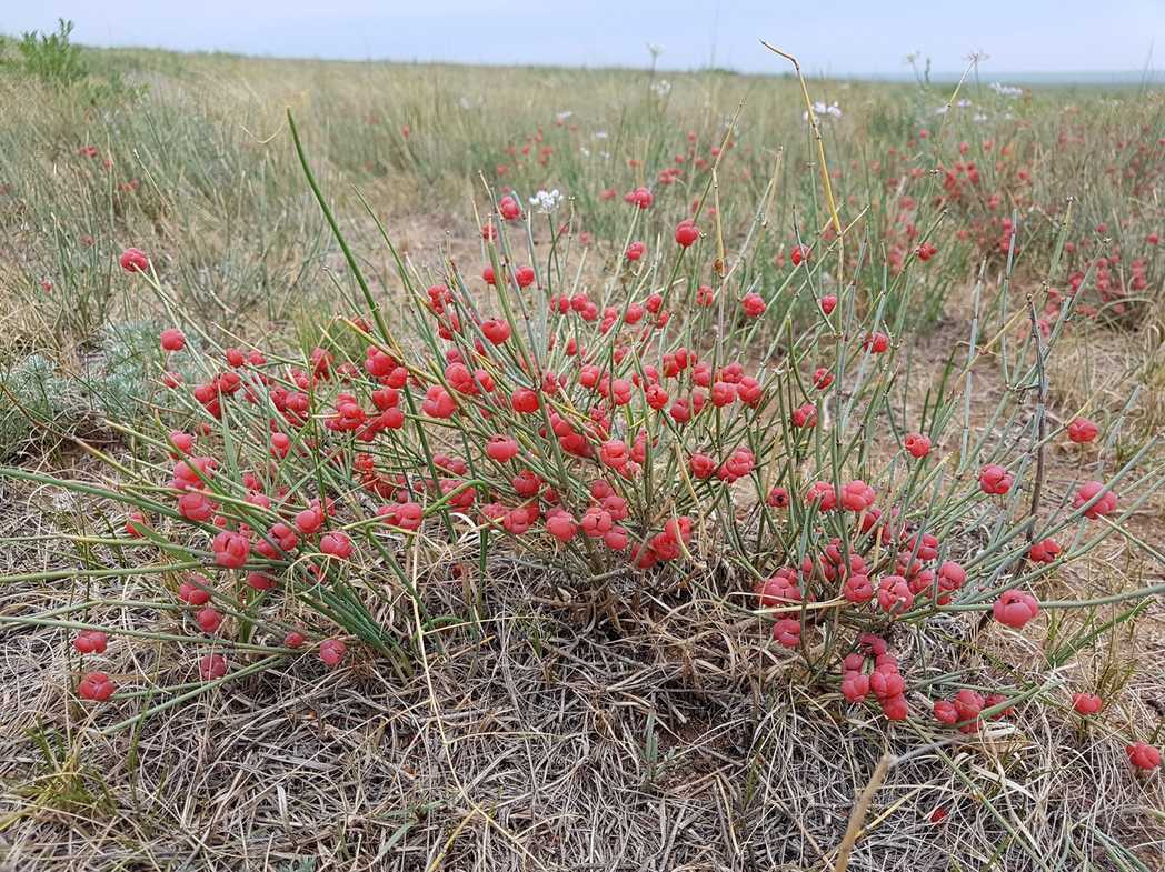 Ephedra sinica