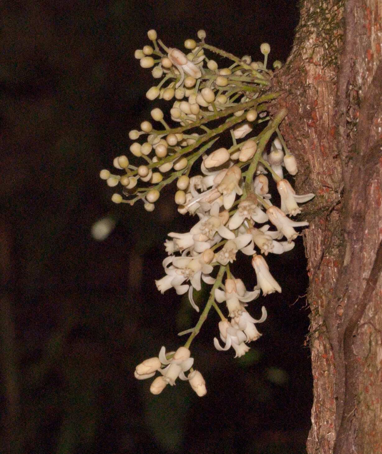 Epicharis parasitica