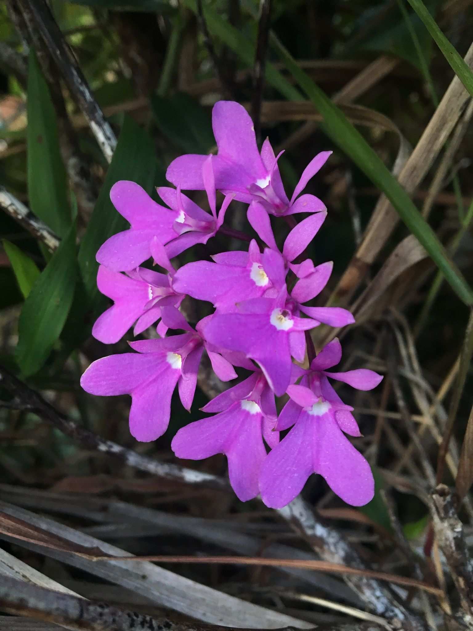 Epidendrum sp.