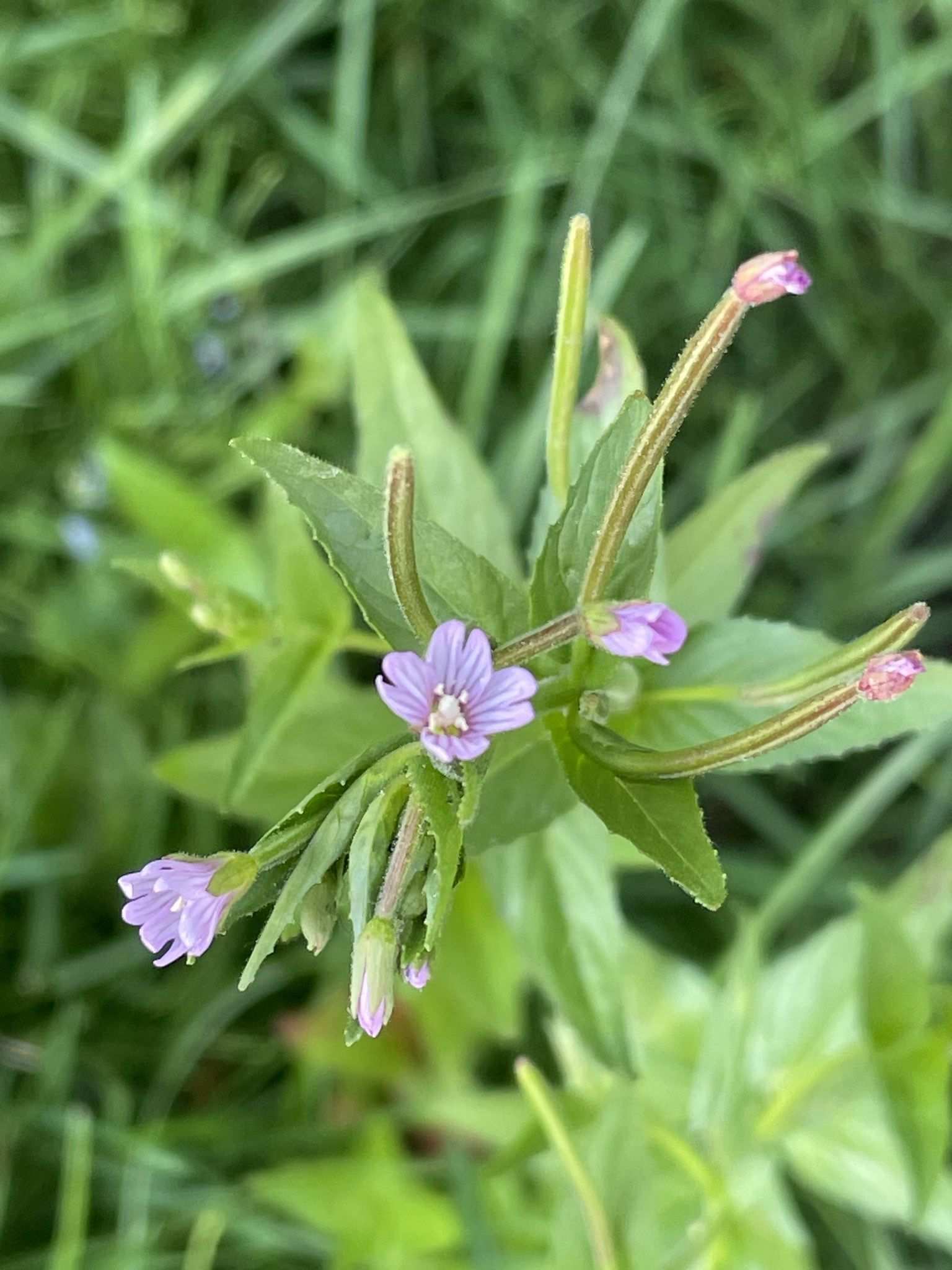 Epilobium ciliatum