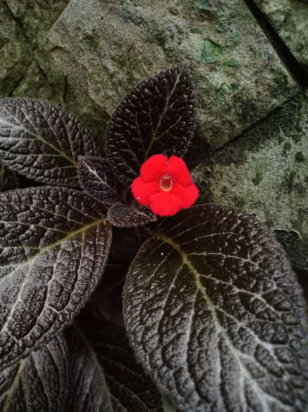 Episcia cupreata