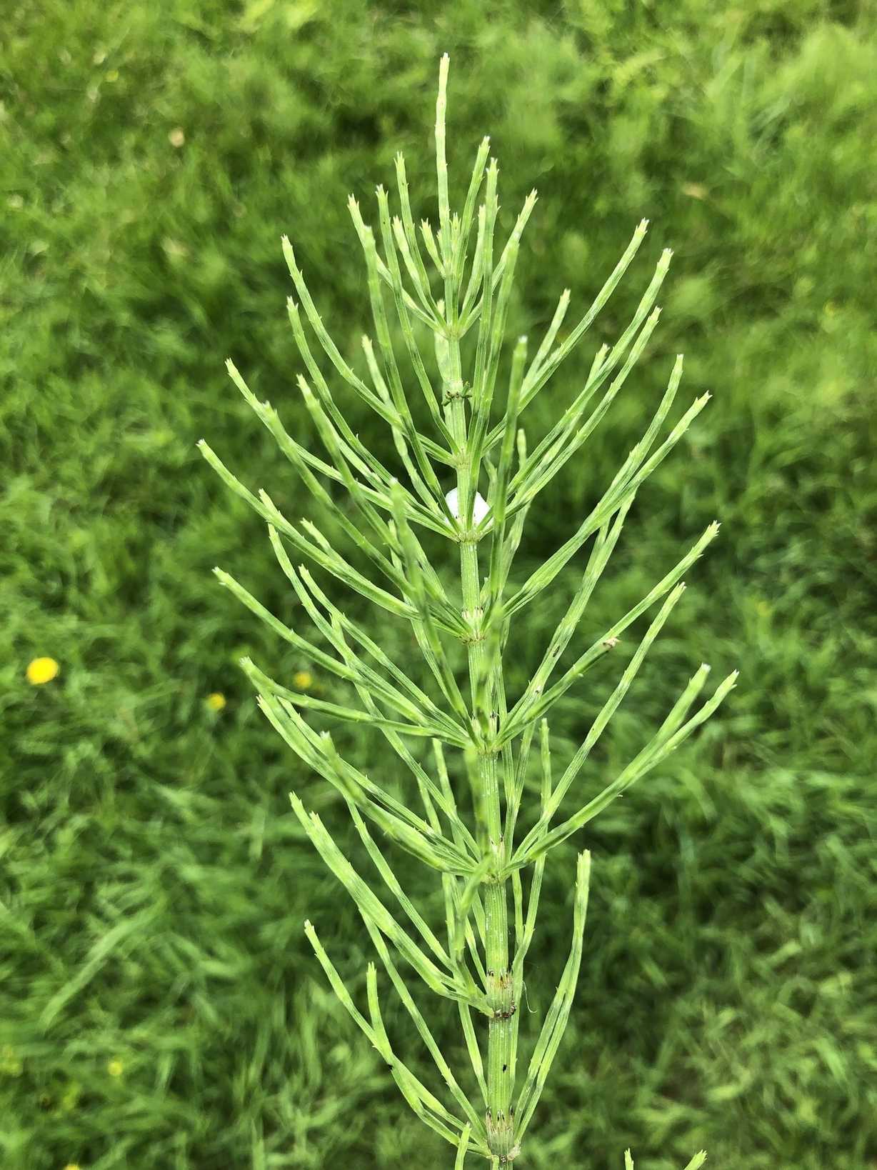 Equisetum arvense