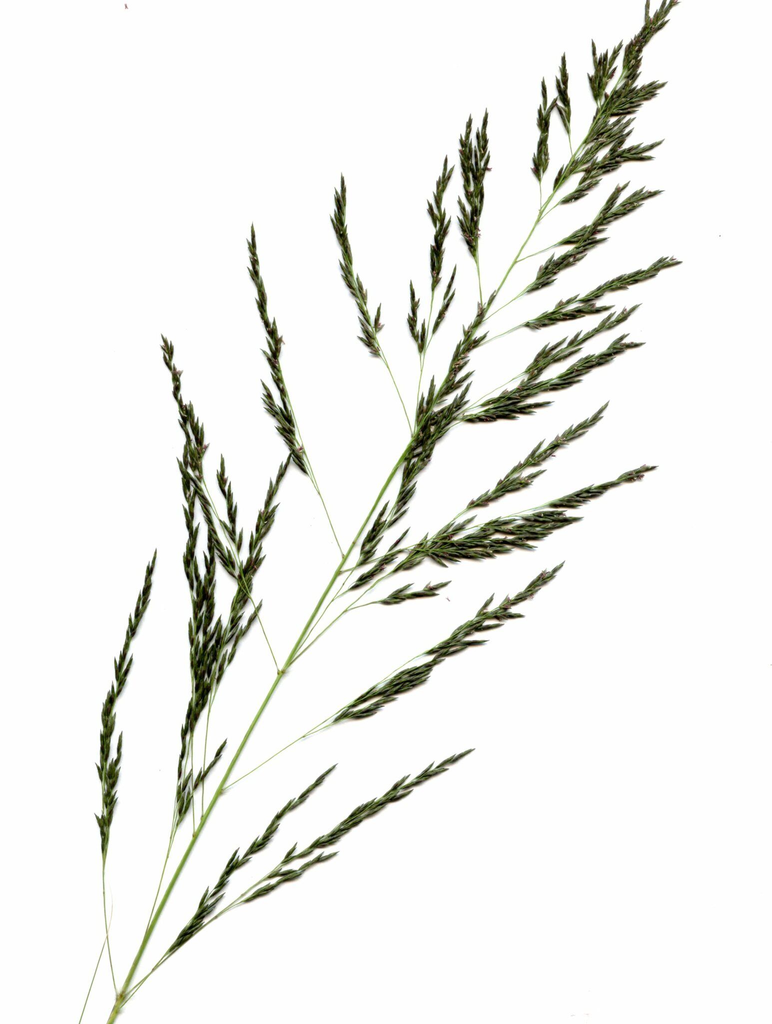 Eragrostis curvula