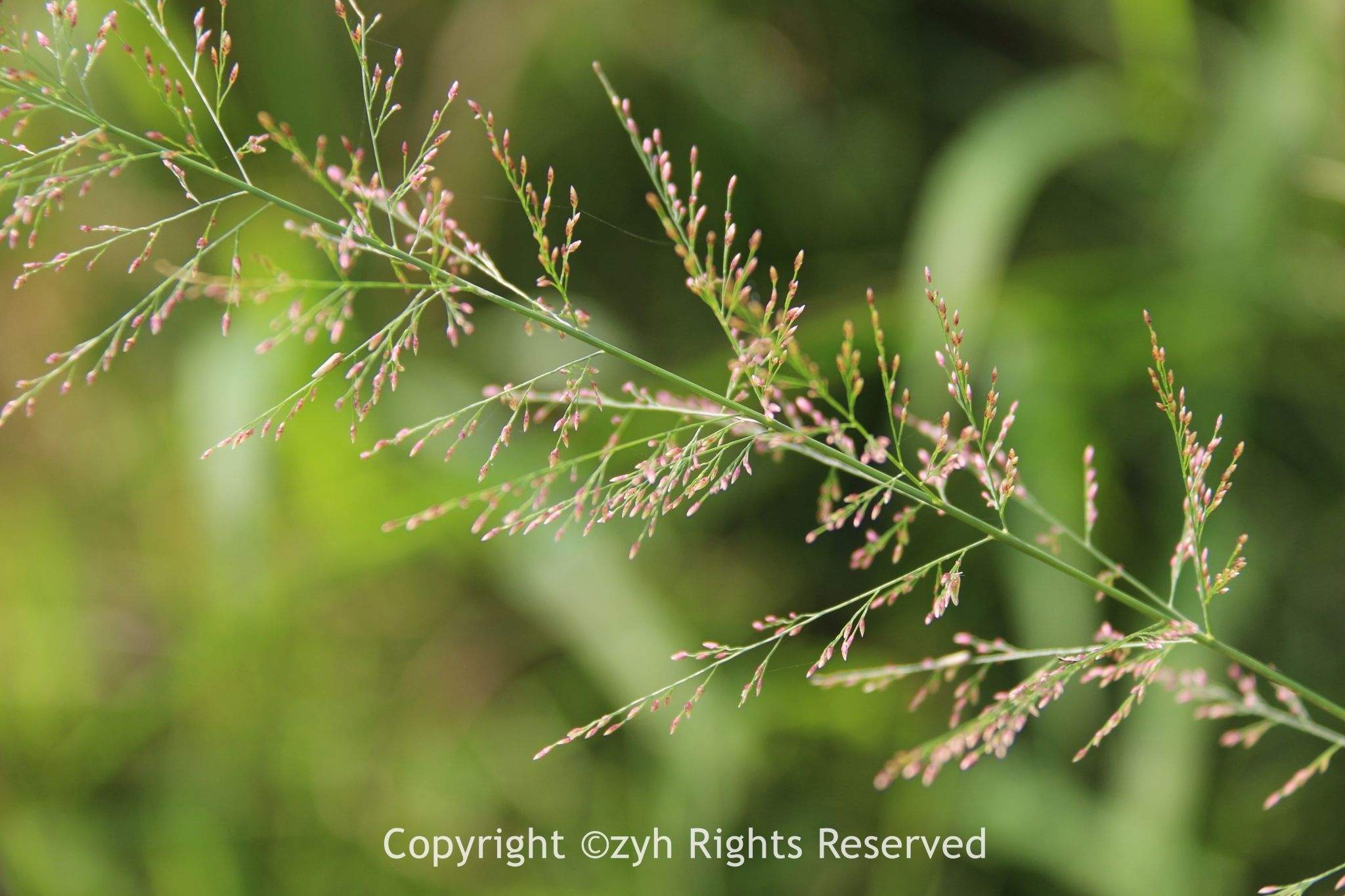 Eragrostis japonica