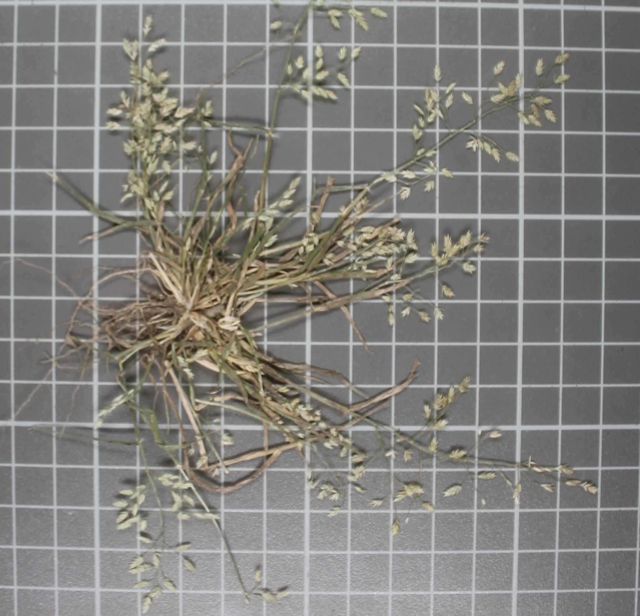 Eragrostis orcuttiana