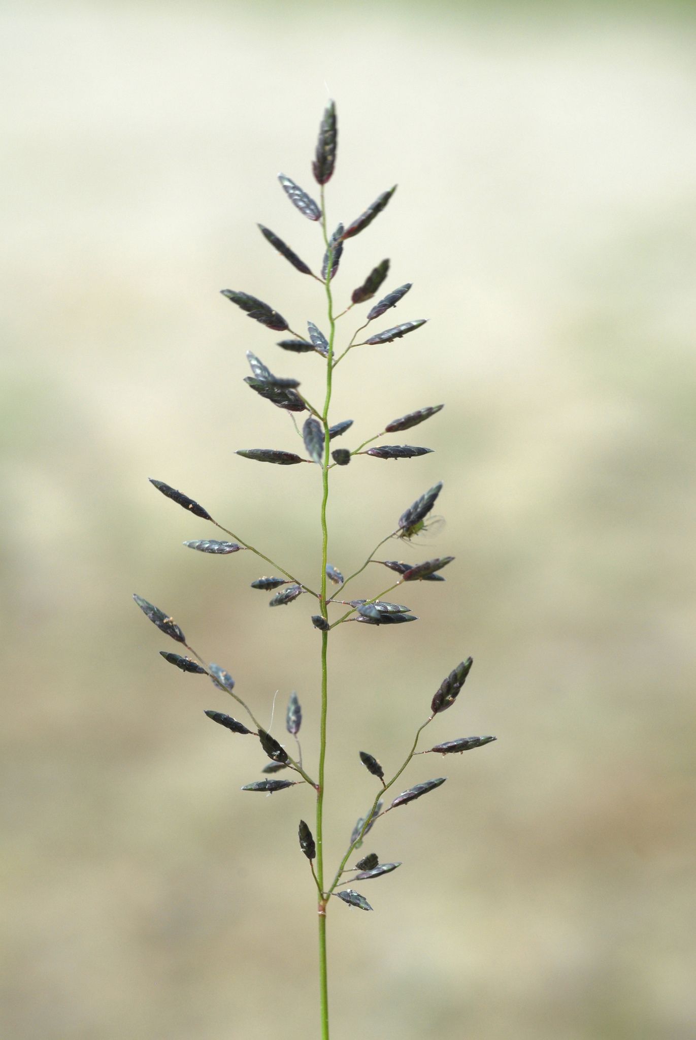 Eragrostis pilosa