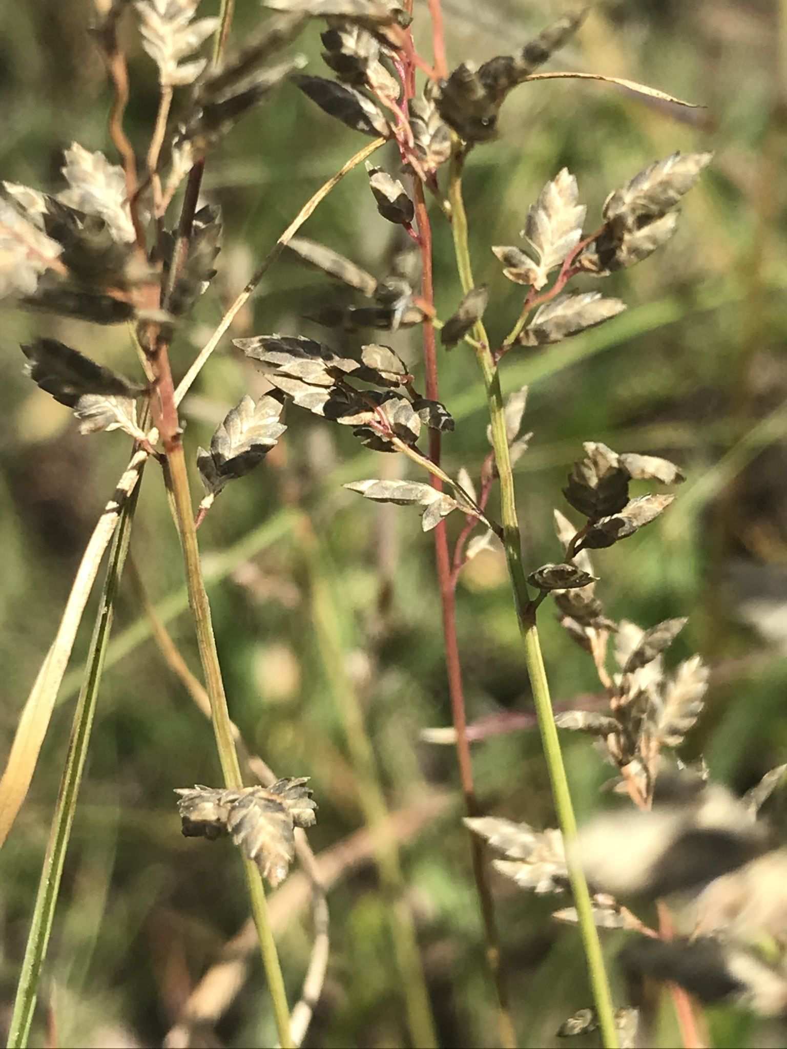 Eragrostis racemosa