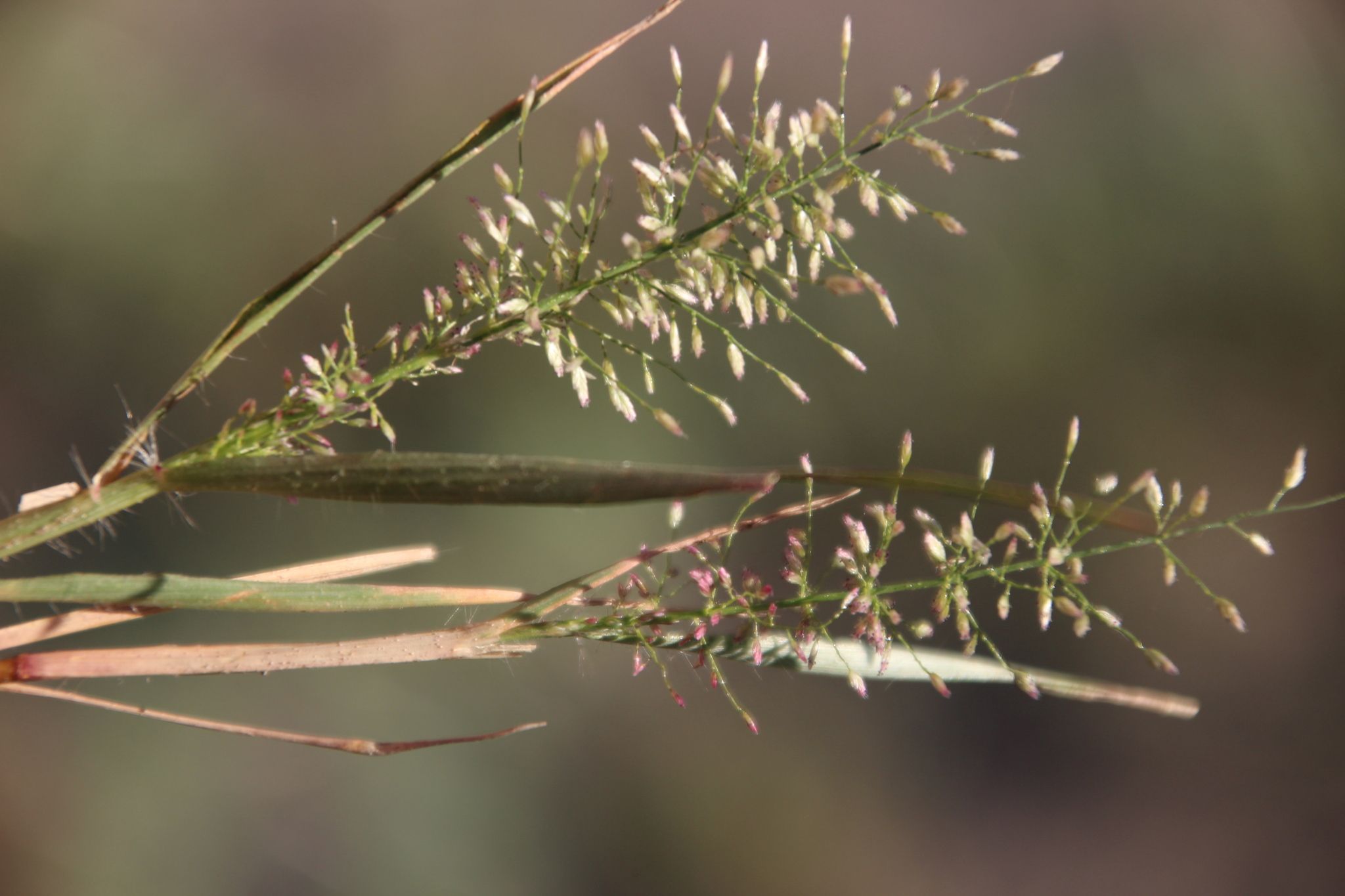 Eragrostis viscosa