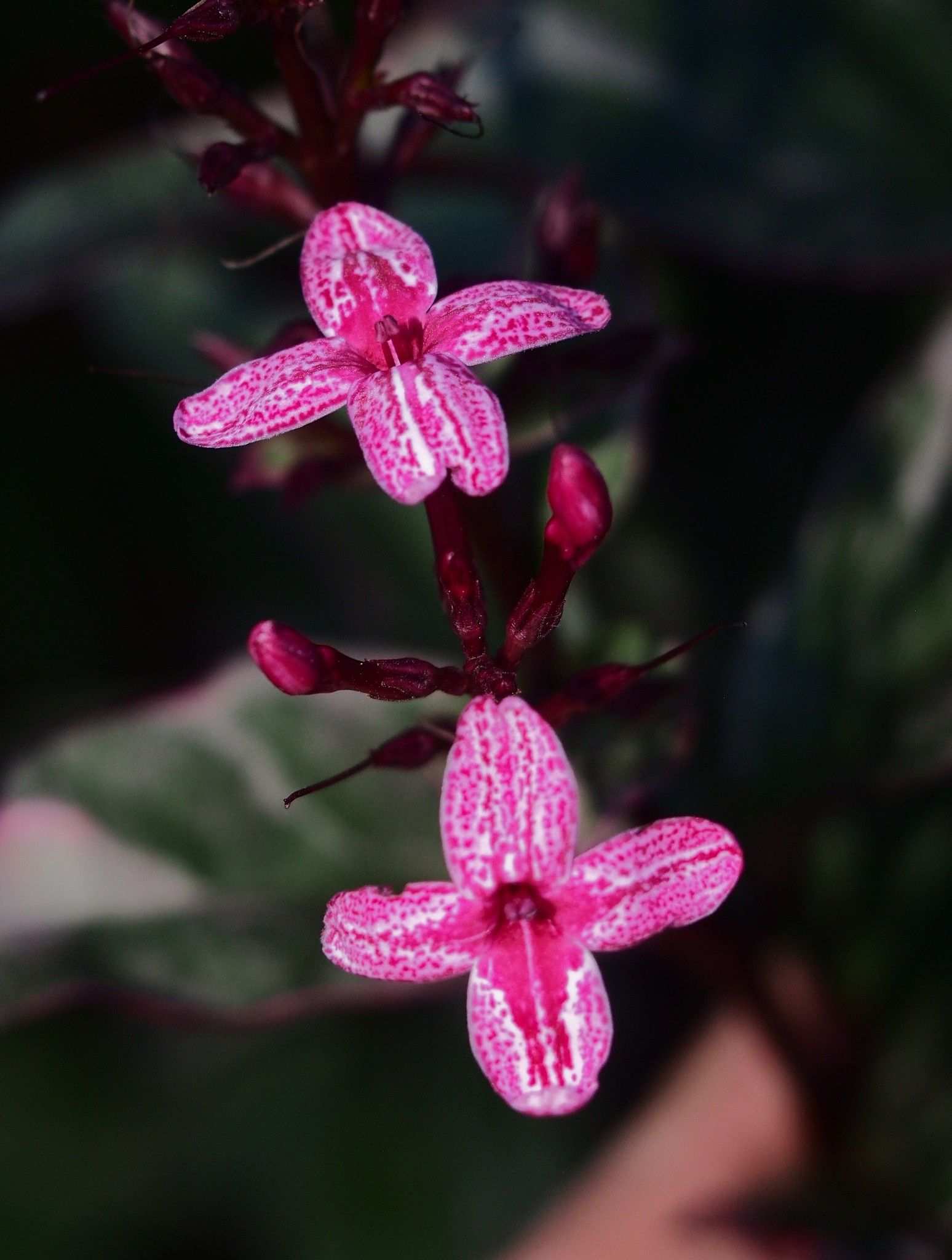 Eranthemum
