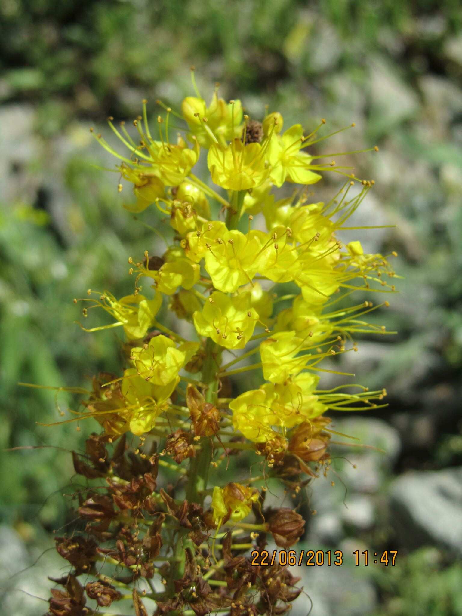 Eremurus stenophyllus