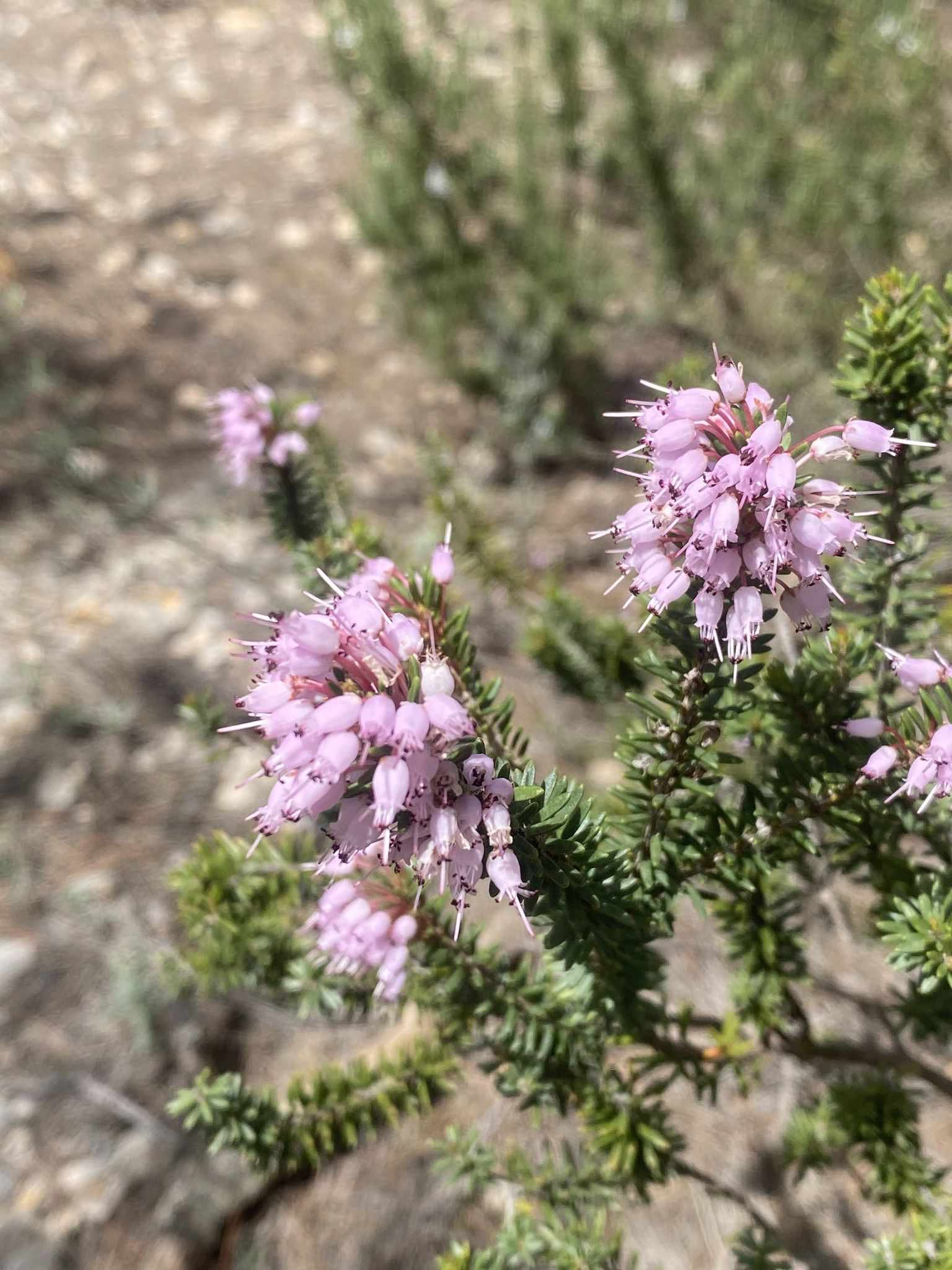 Erica multiflora