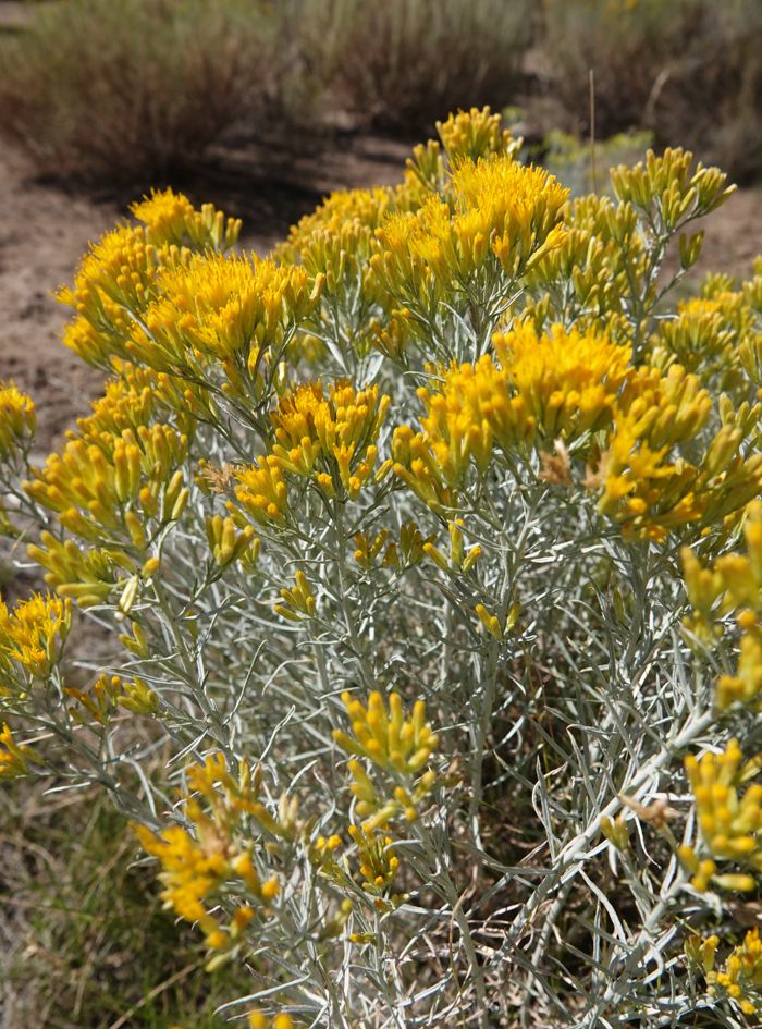 Ericameria nauseosa