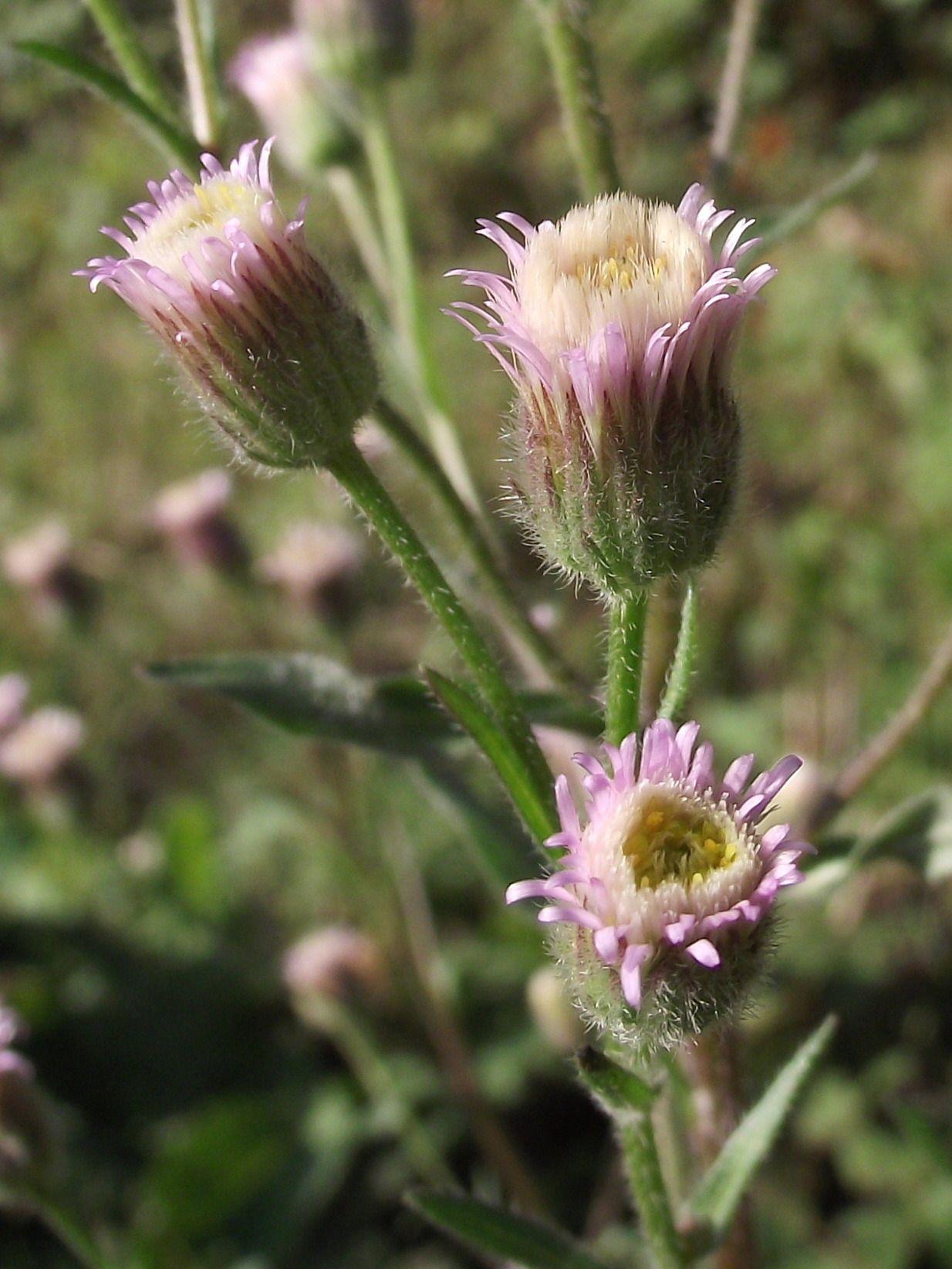 Erigeron acris