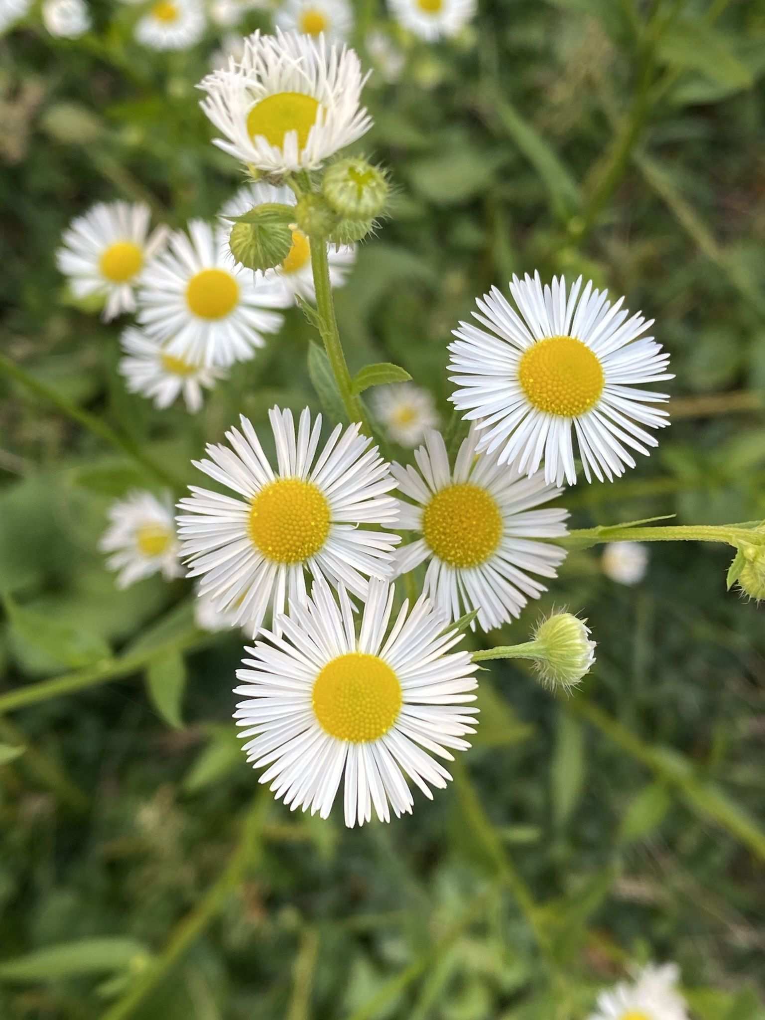 Erigeron annuus