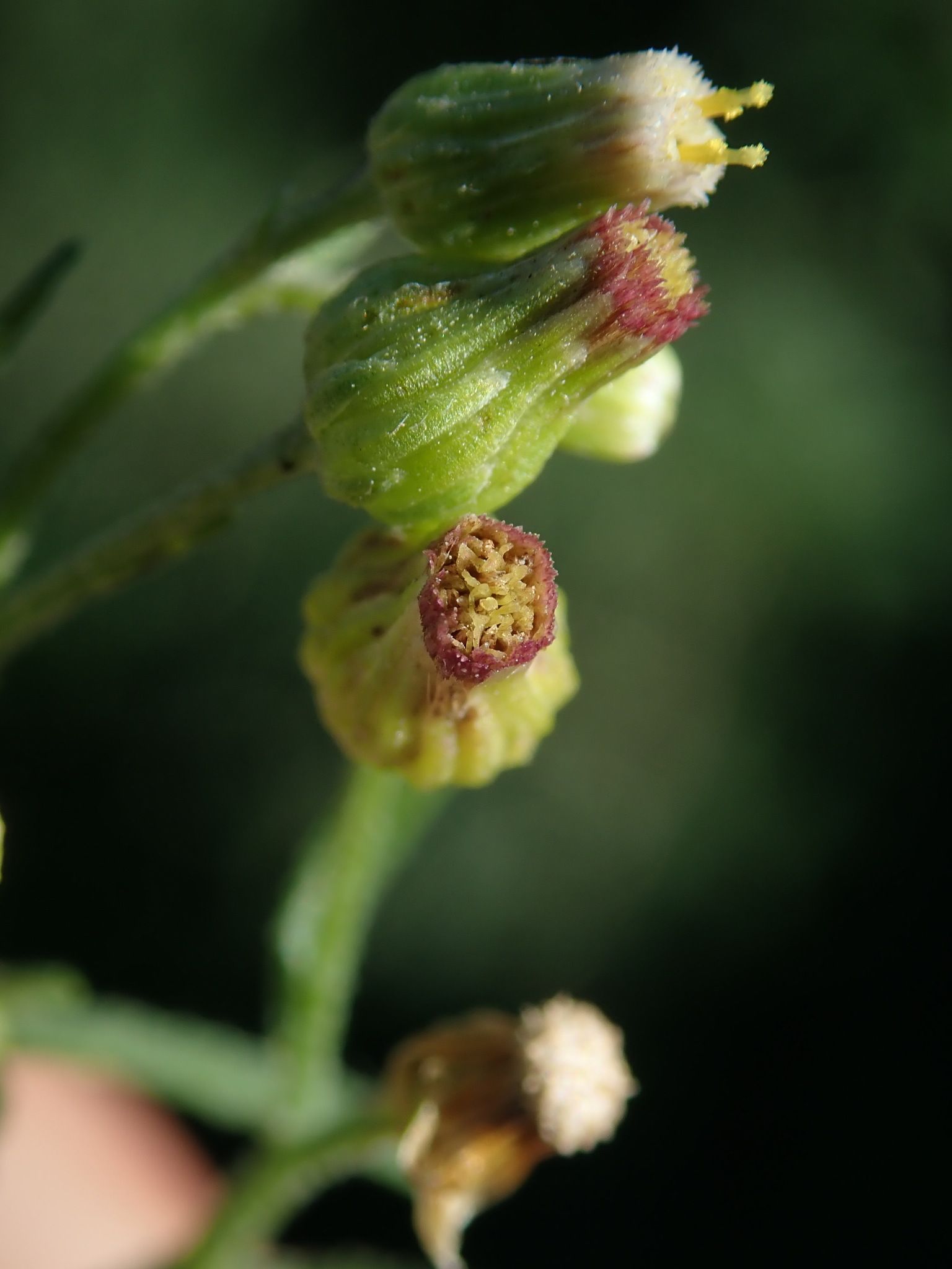 Erigeron bilbaoanus