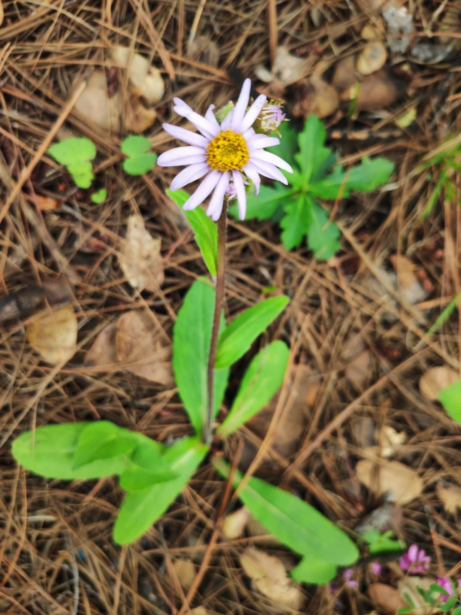 Erigeron breviscapus