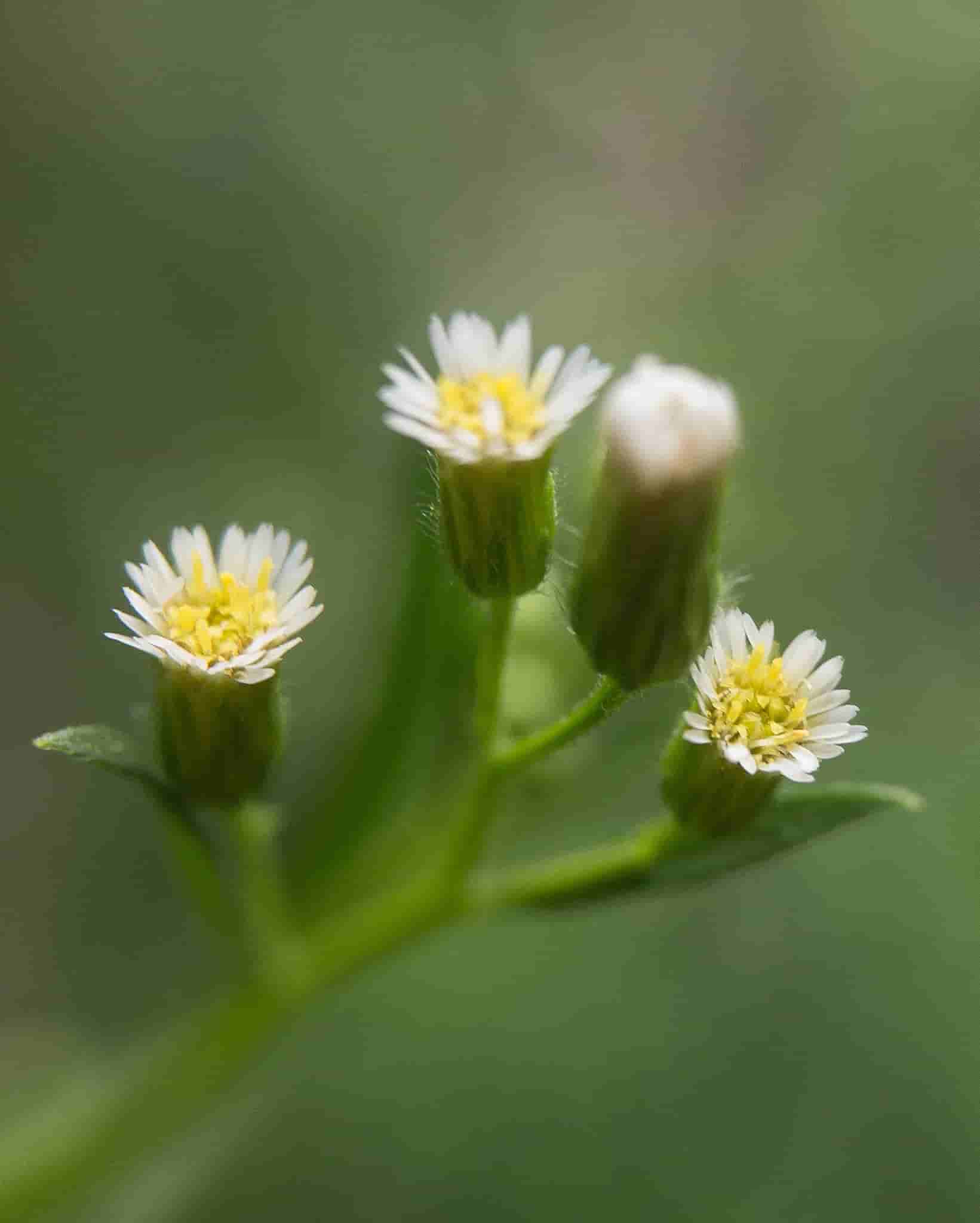 Erigeron canadensis