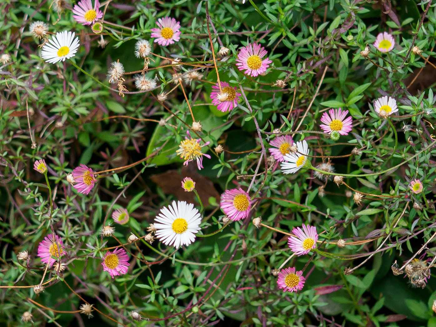 Erigeron karvinskianus