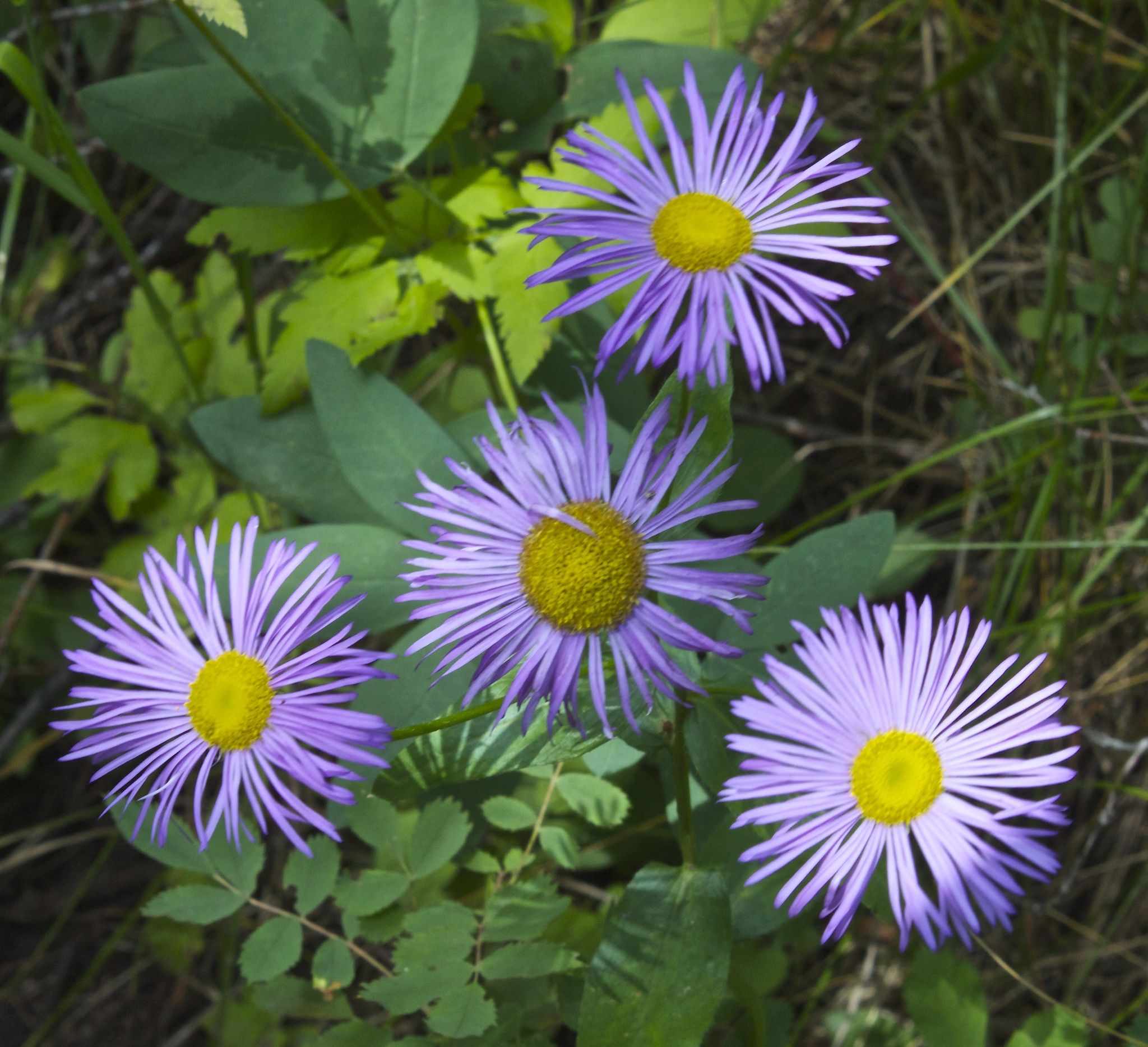 Erigeron sp.