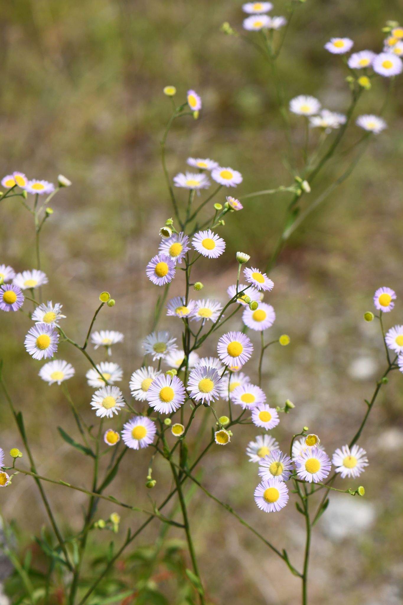 Erigeron strigosus