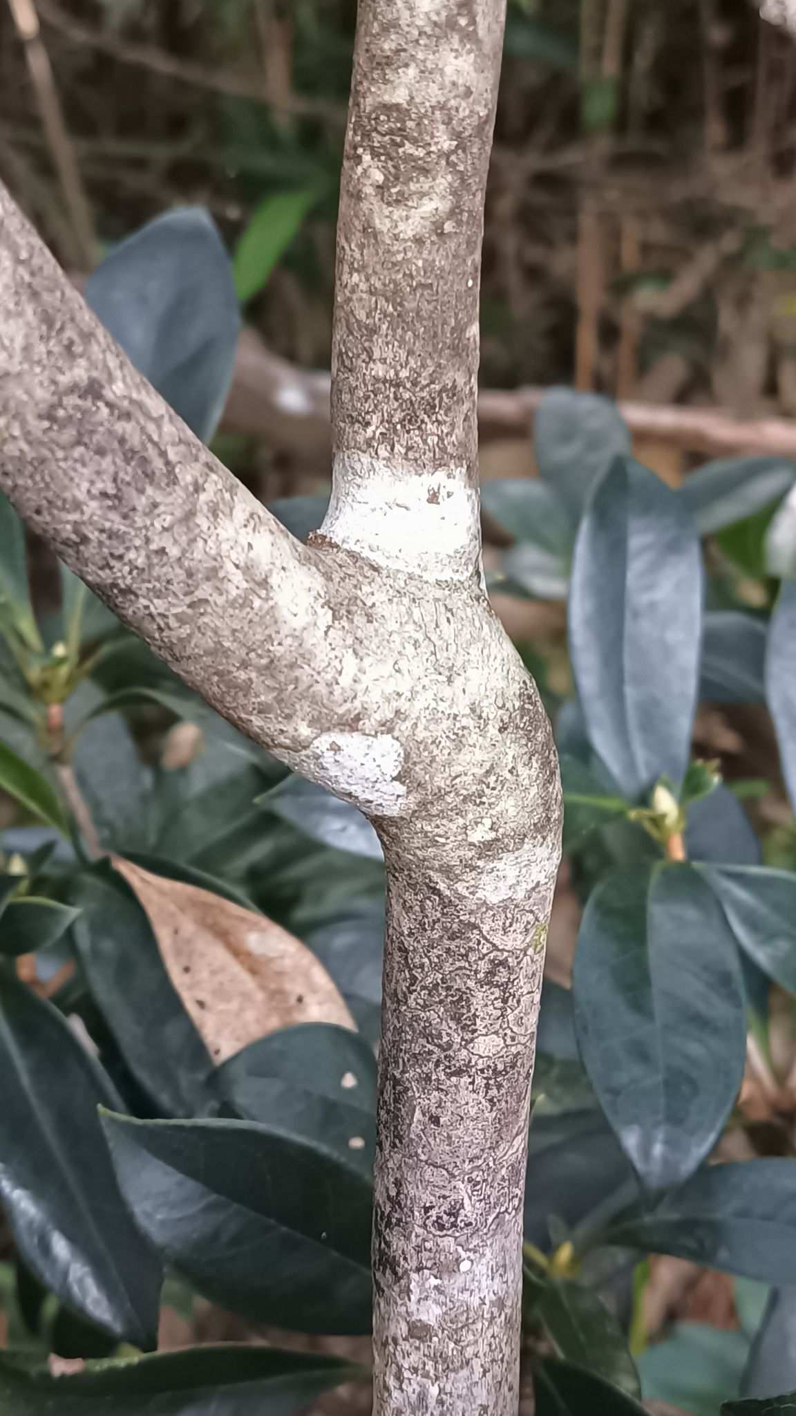 Eriobotrya fragrans