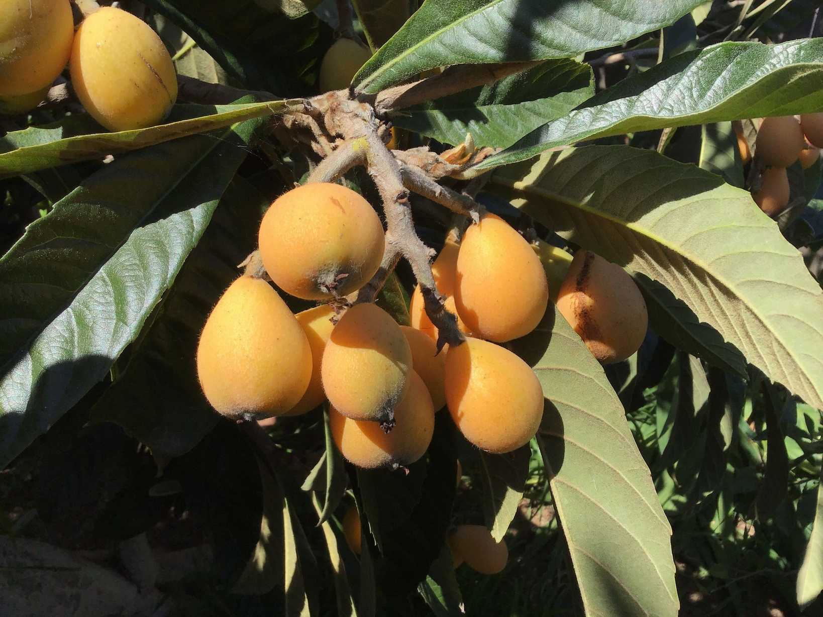 Eriobotrya japonica