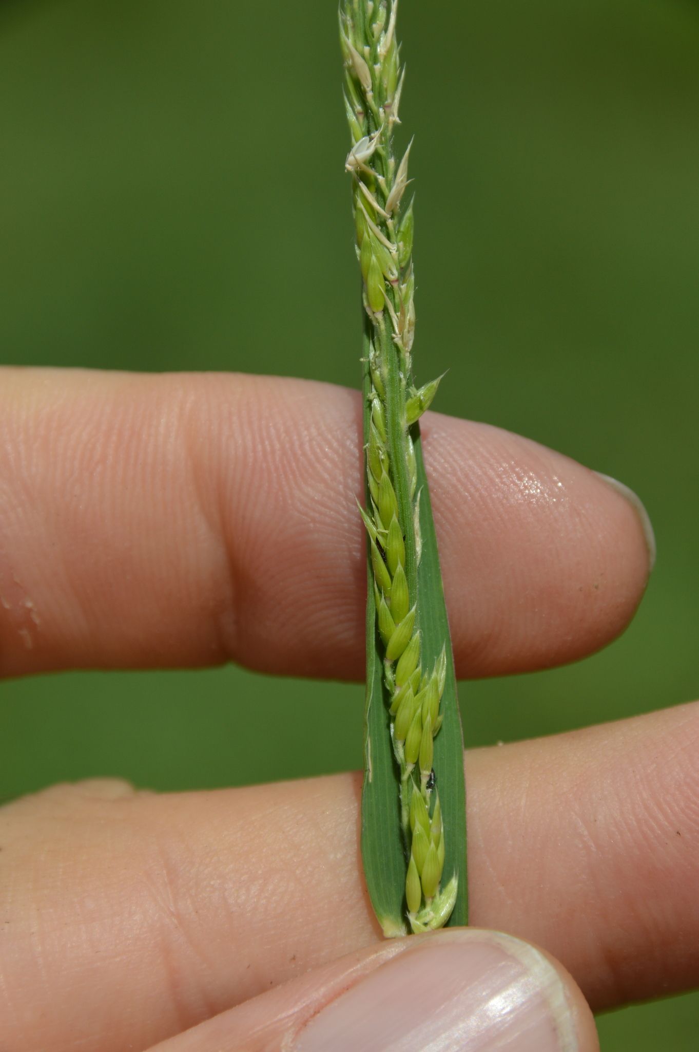 Eriochloa contracta