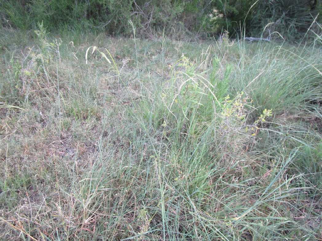 Eriochloa polystachya