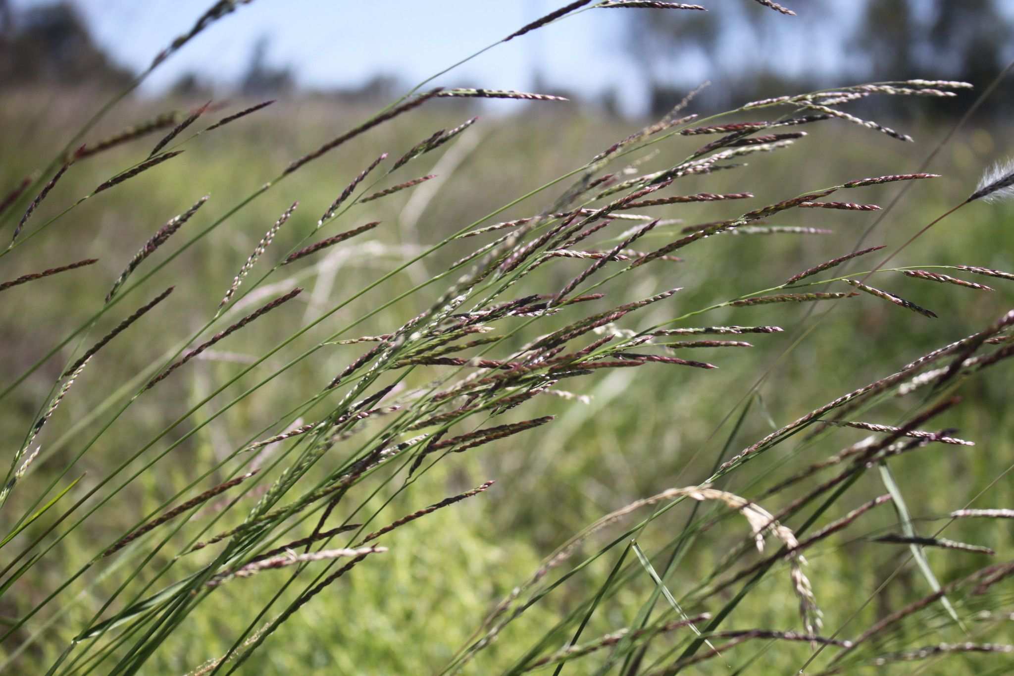 Eriochloa procera