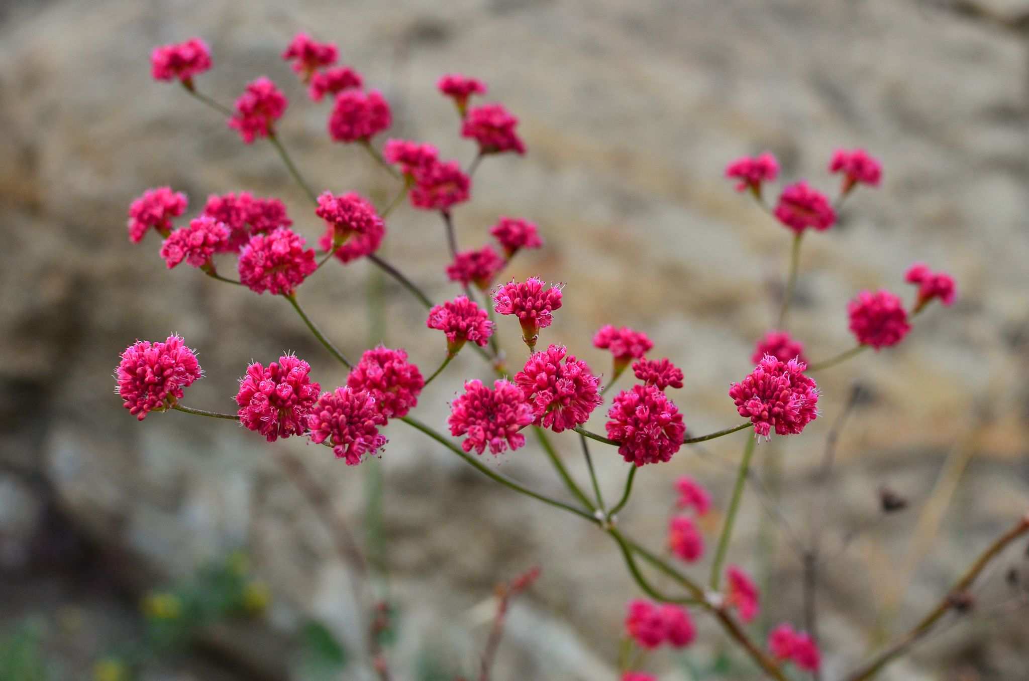 Eriogonum grande