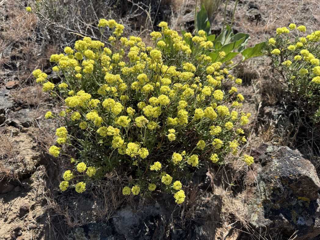 Eriogonum sp.