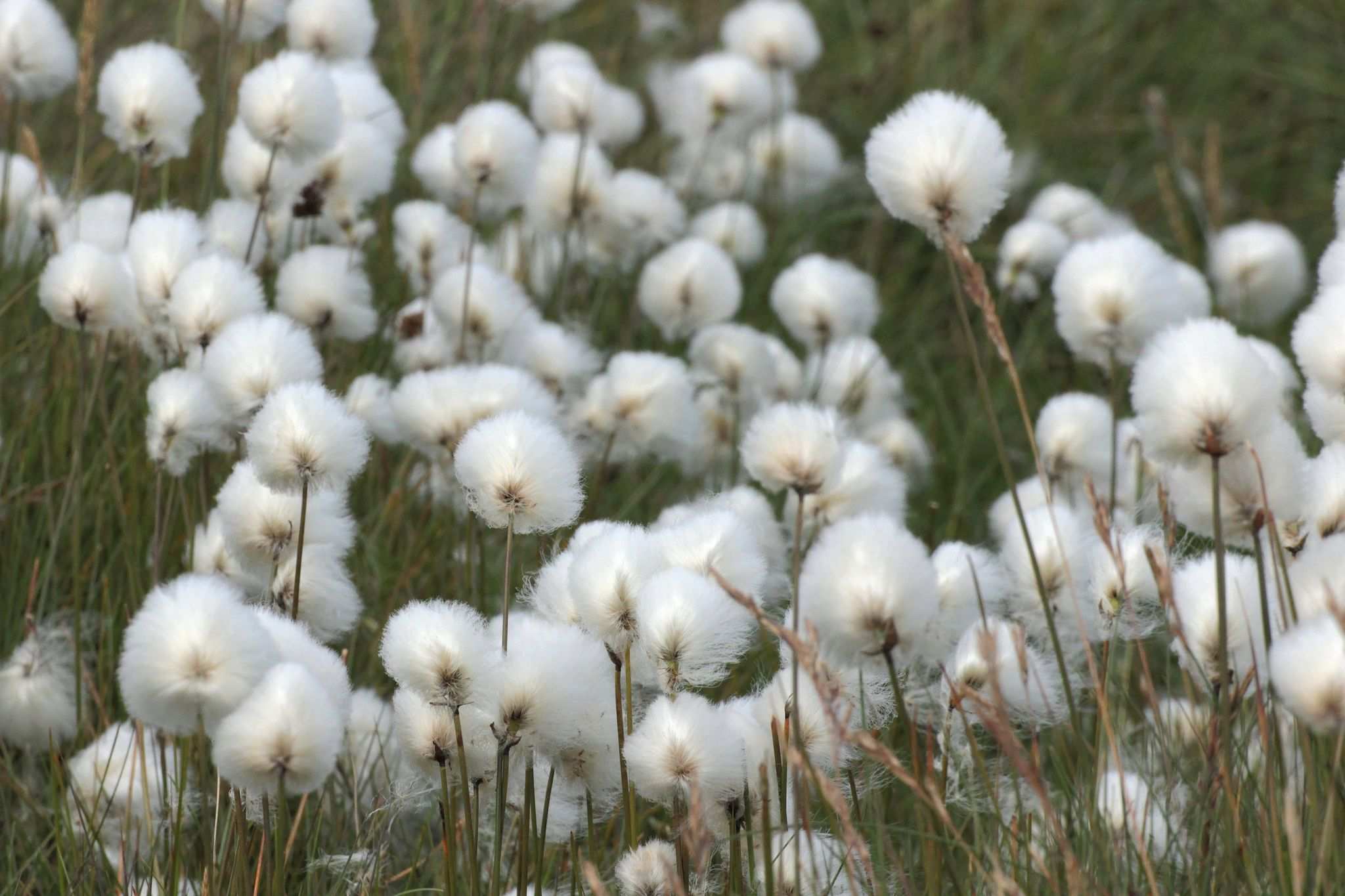 Eriophorum sp.