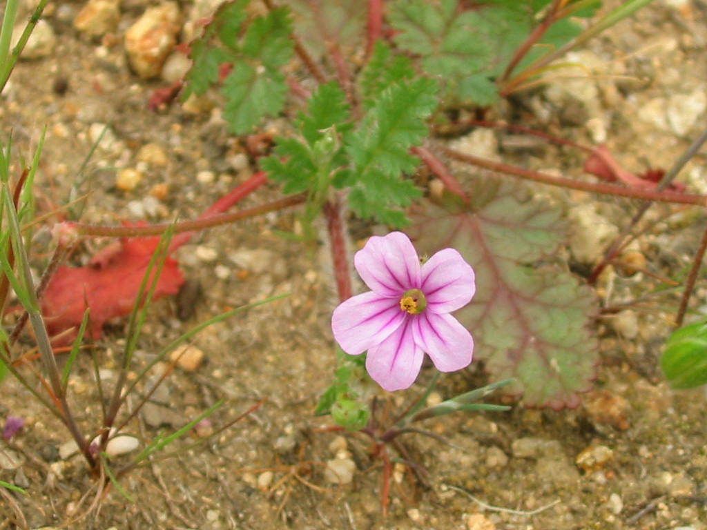 Erodium botrys