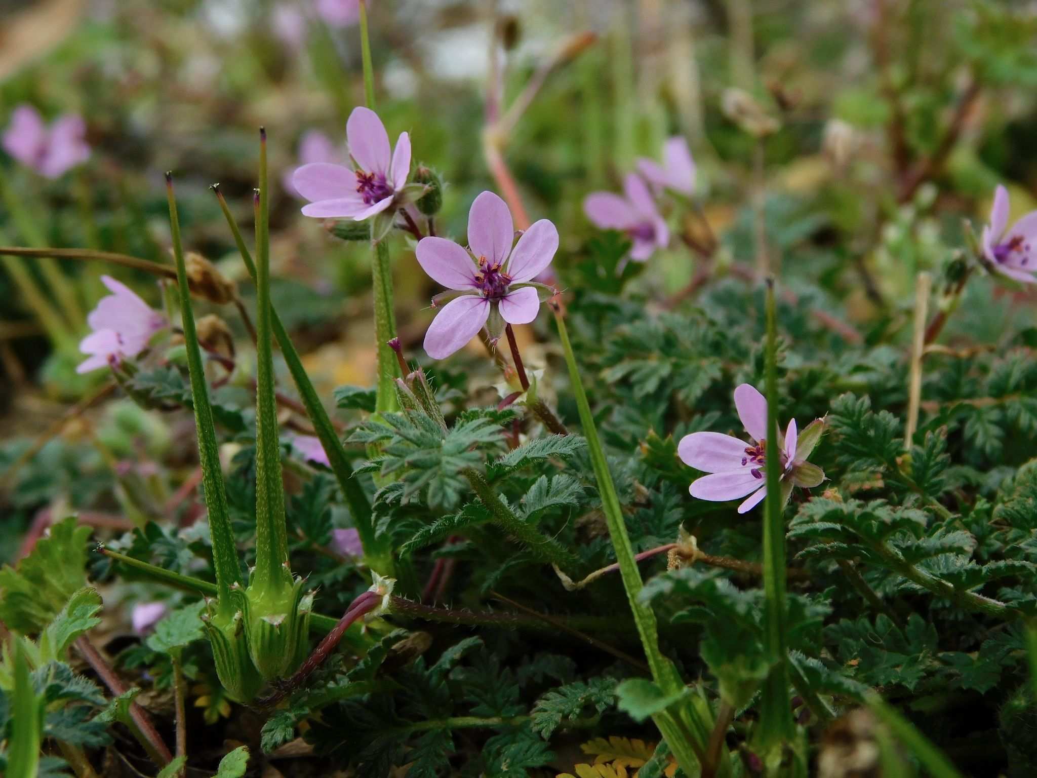 Erodium cicutarium