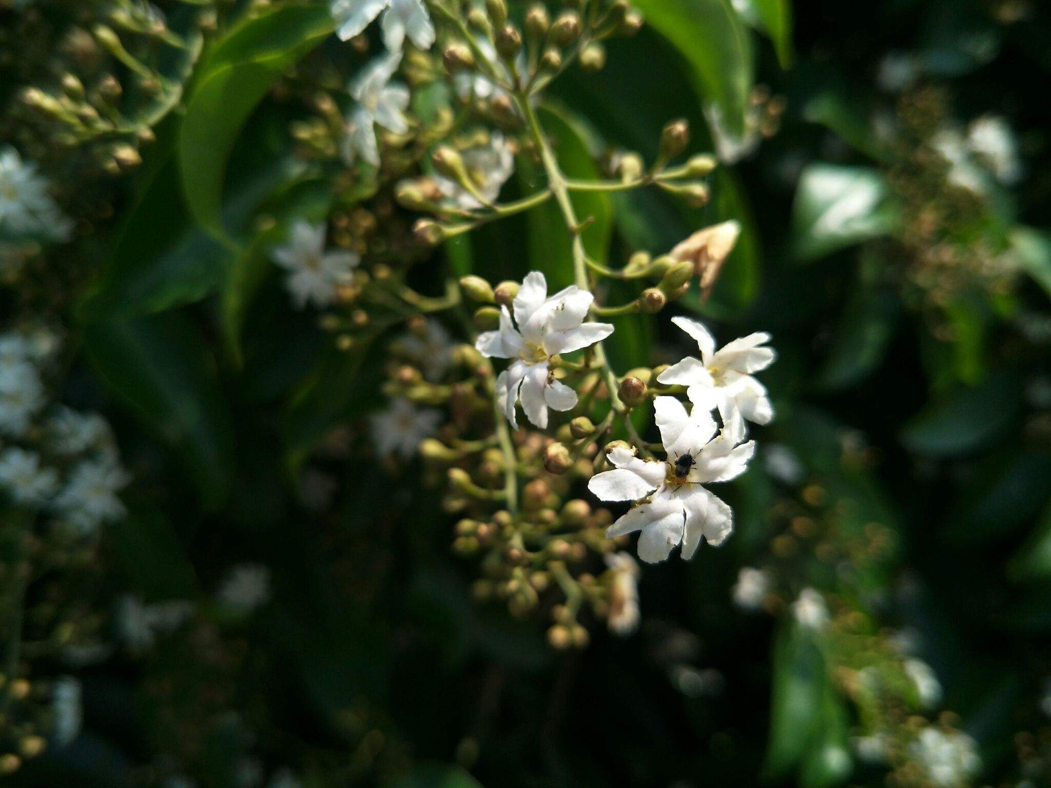 Erycibe henryi