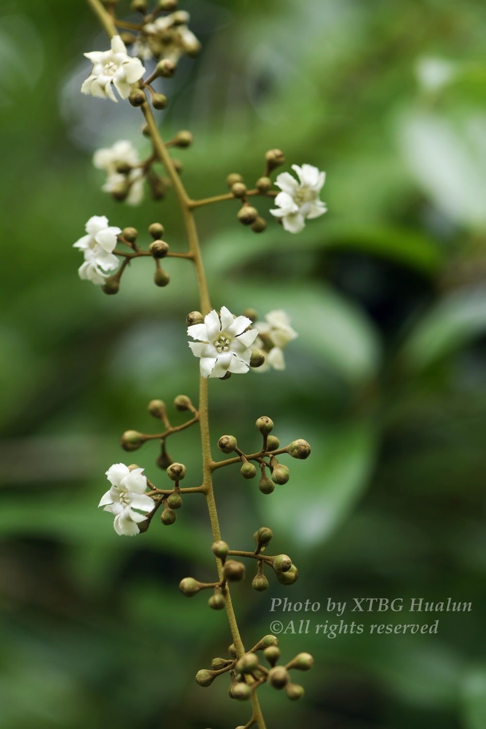 Erycibe subspicata