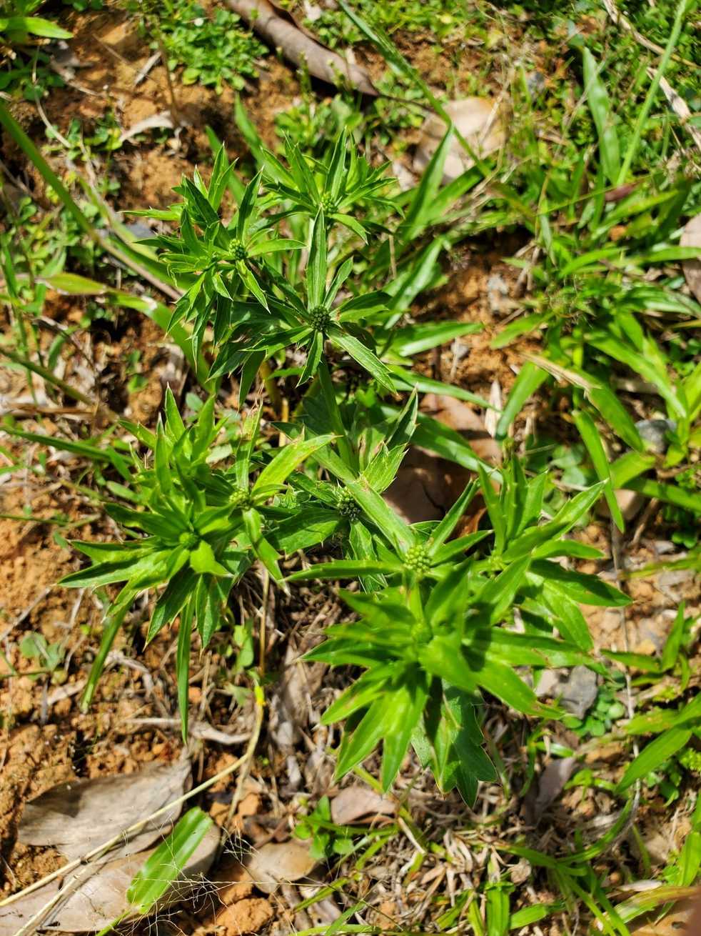 Eryngium foetidum