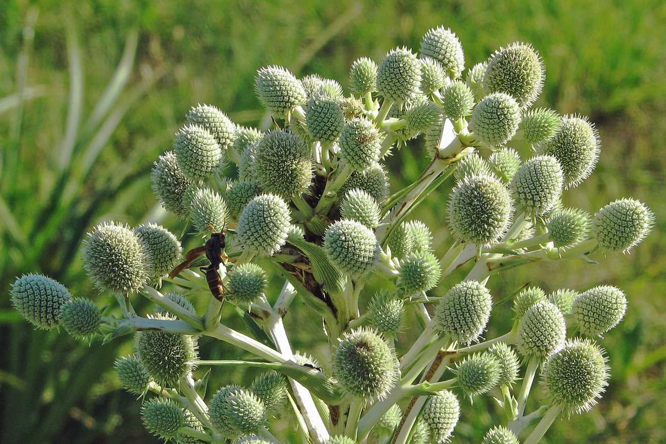 Eryngium horridum