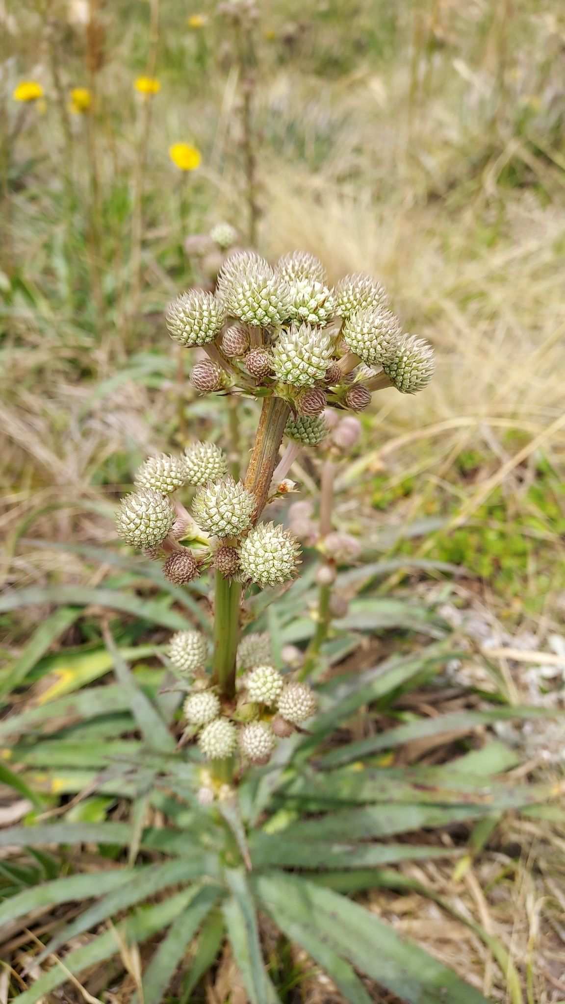 Eryngium megapotamicum