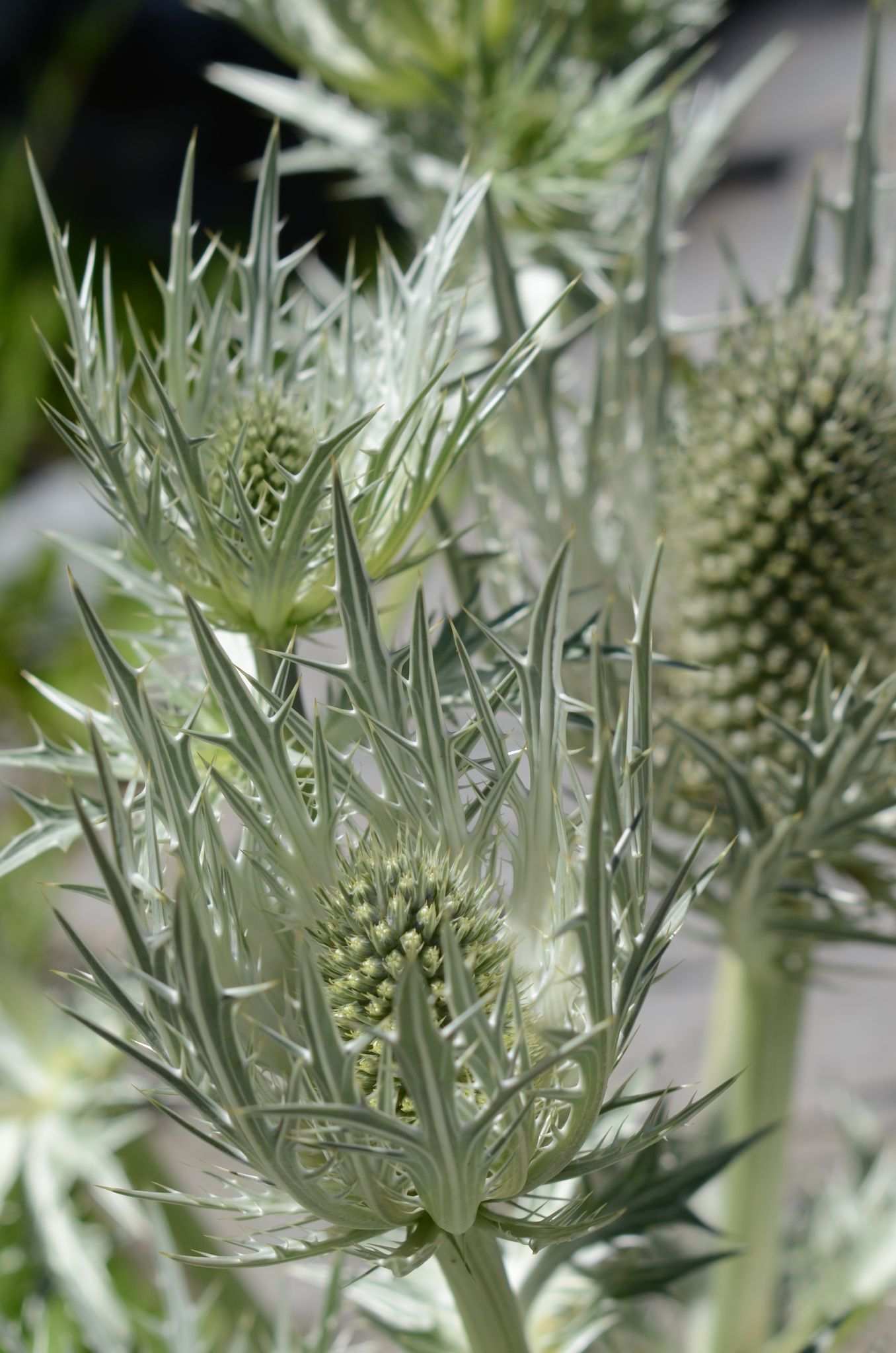 Eryngium sp.