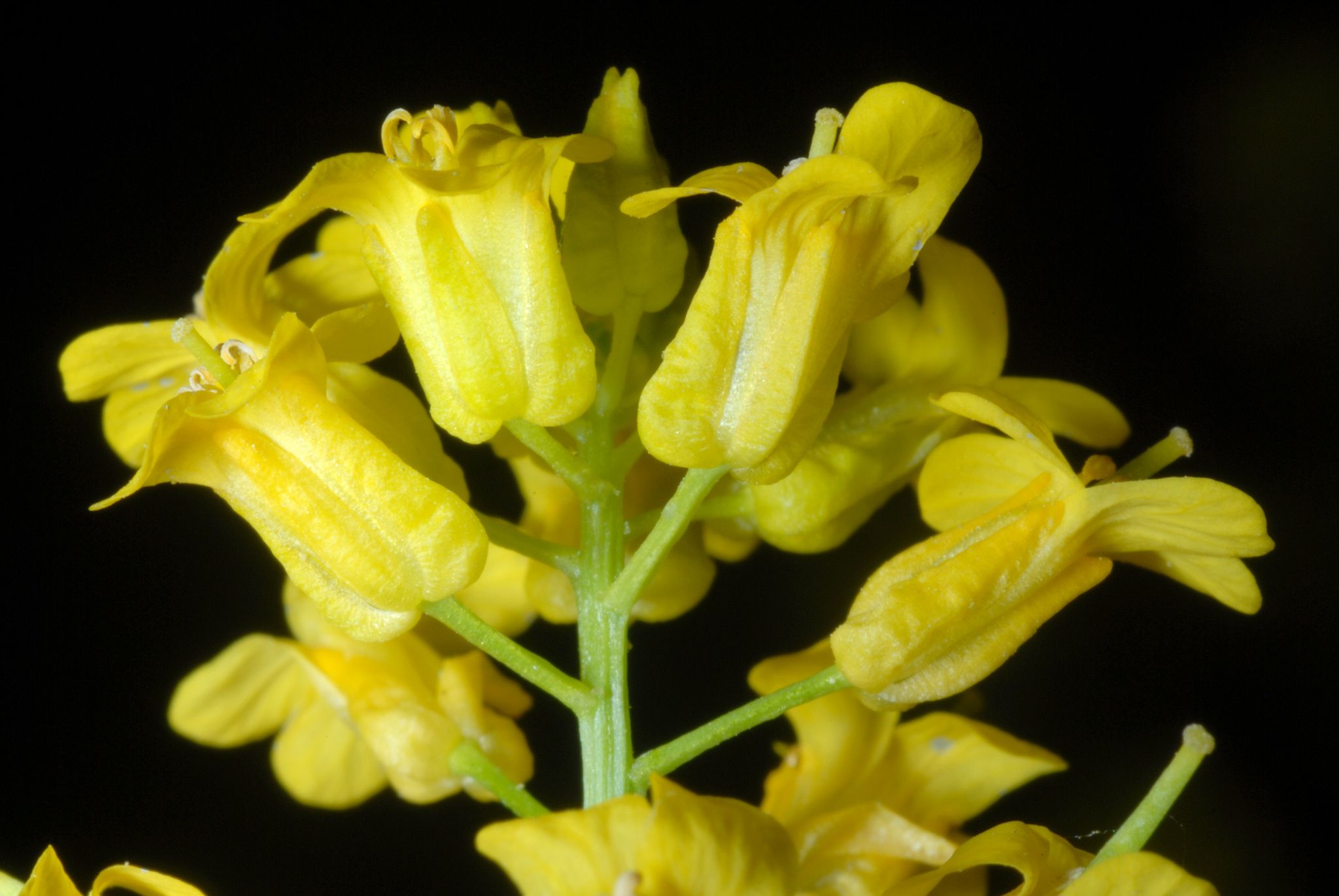 Erysimum
