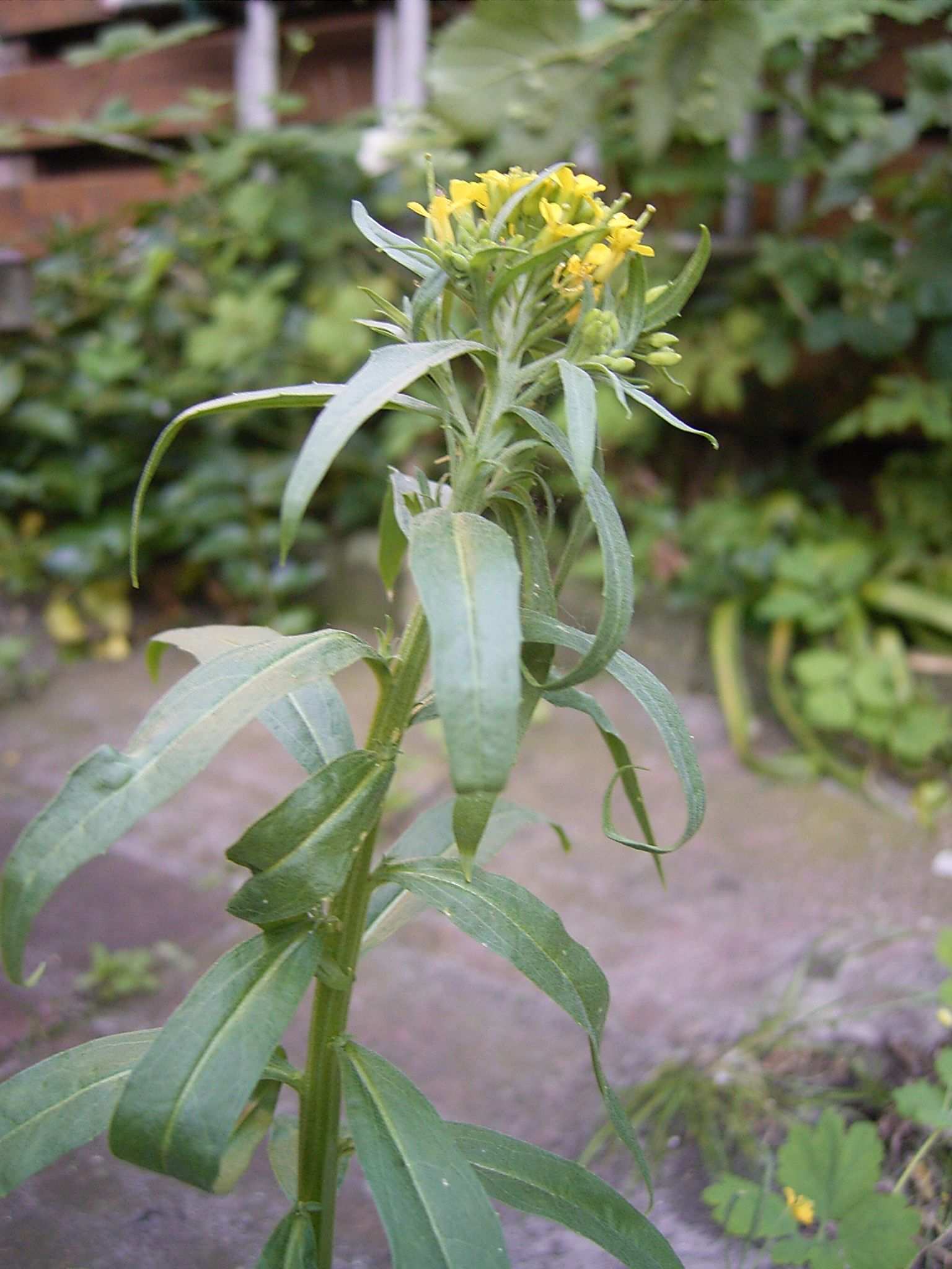 Erysimum cheiranthoides