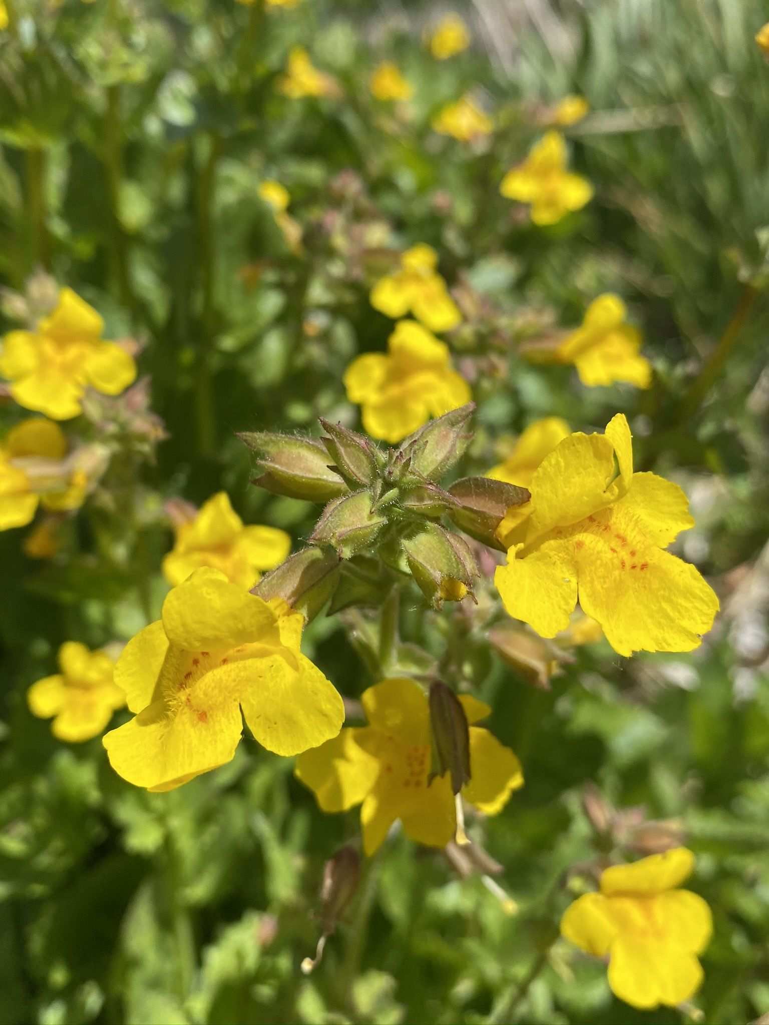 Erythranthe guttata