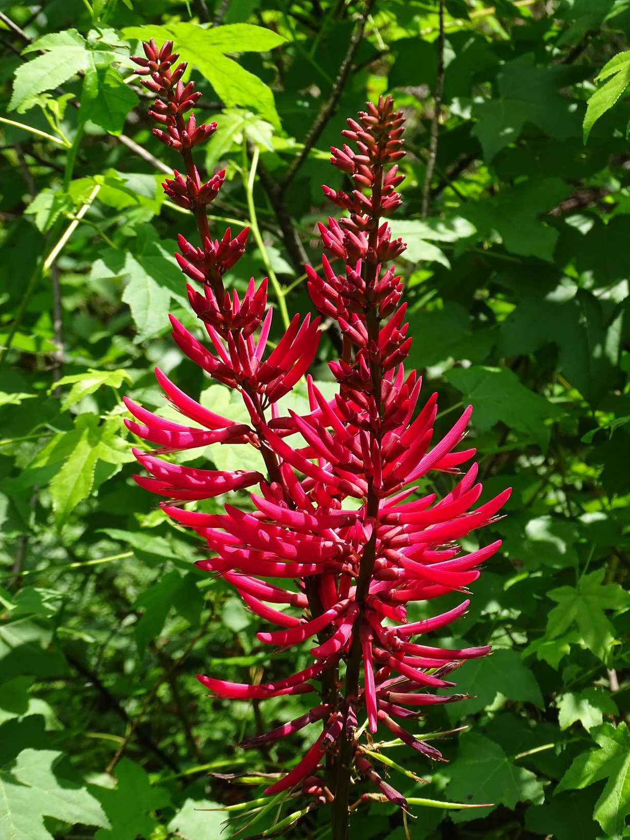 Erythrina